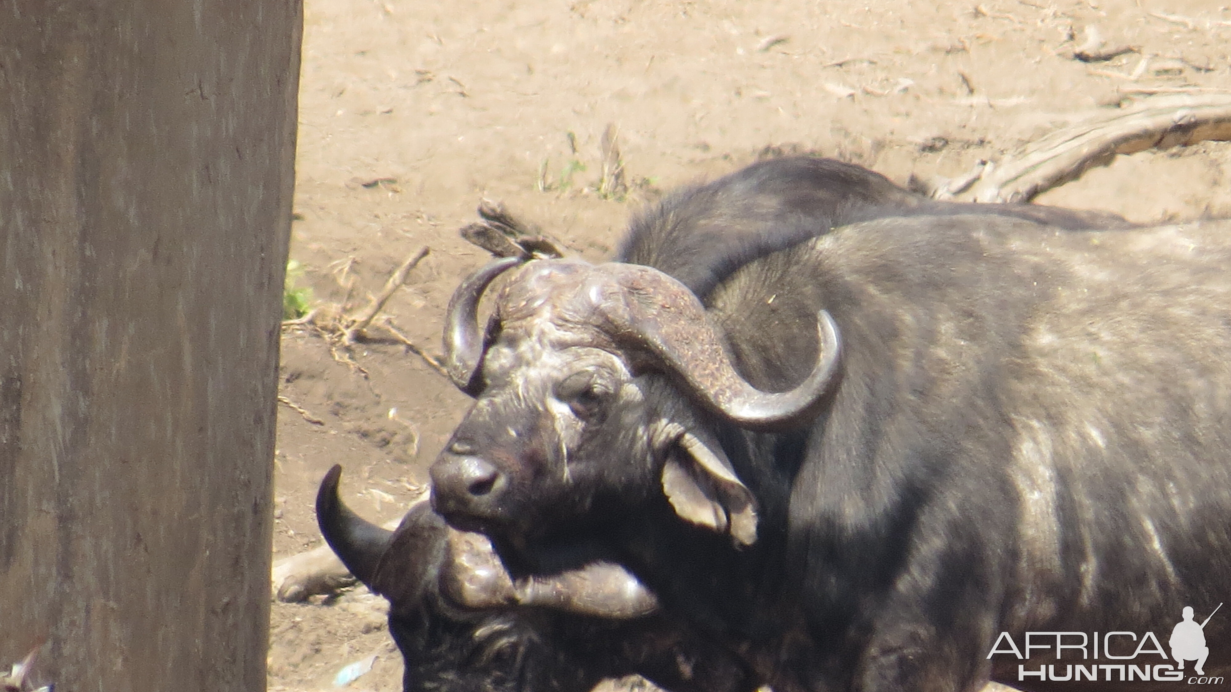 Buffalo hunt with McDonald Safaris