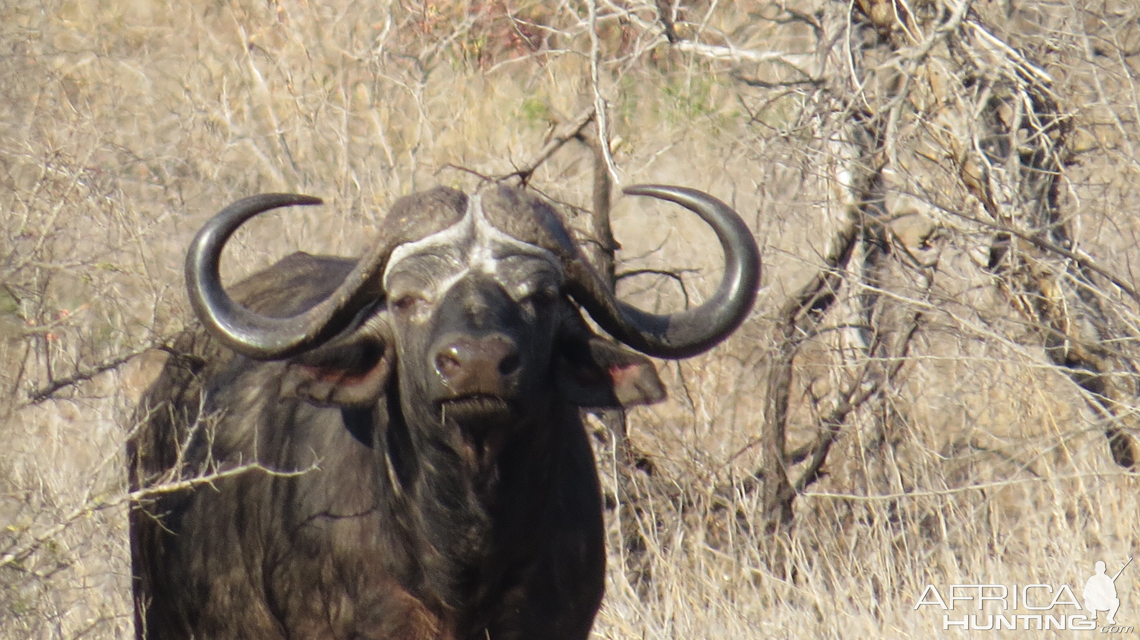 Buffalo hunt with McDonald Safaris