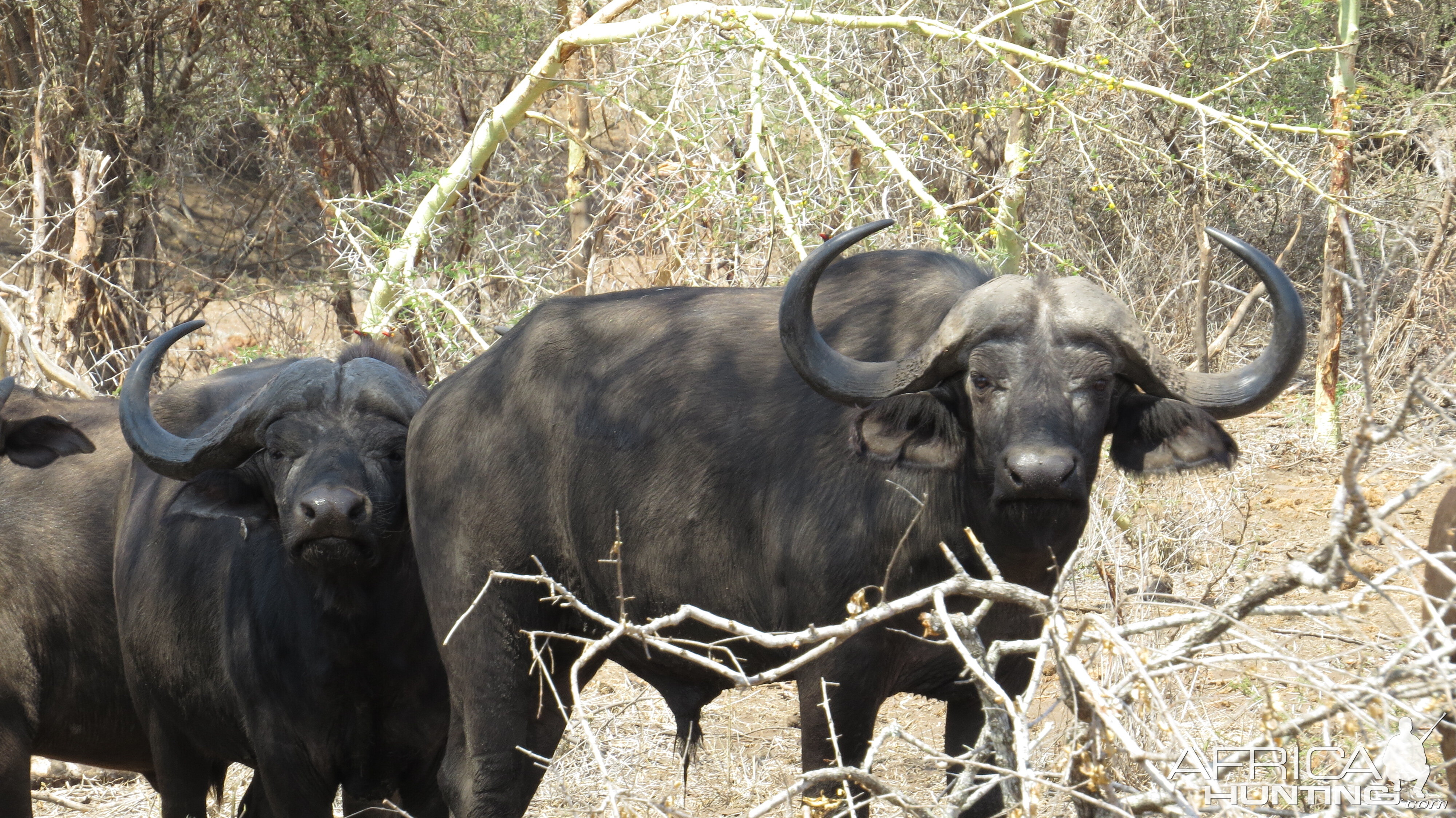 Buffalo hunt with McDonald Safaris