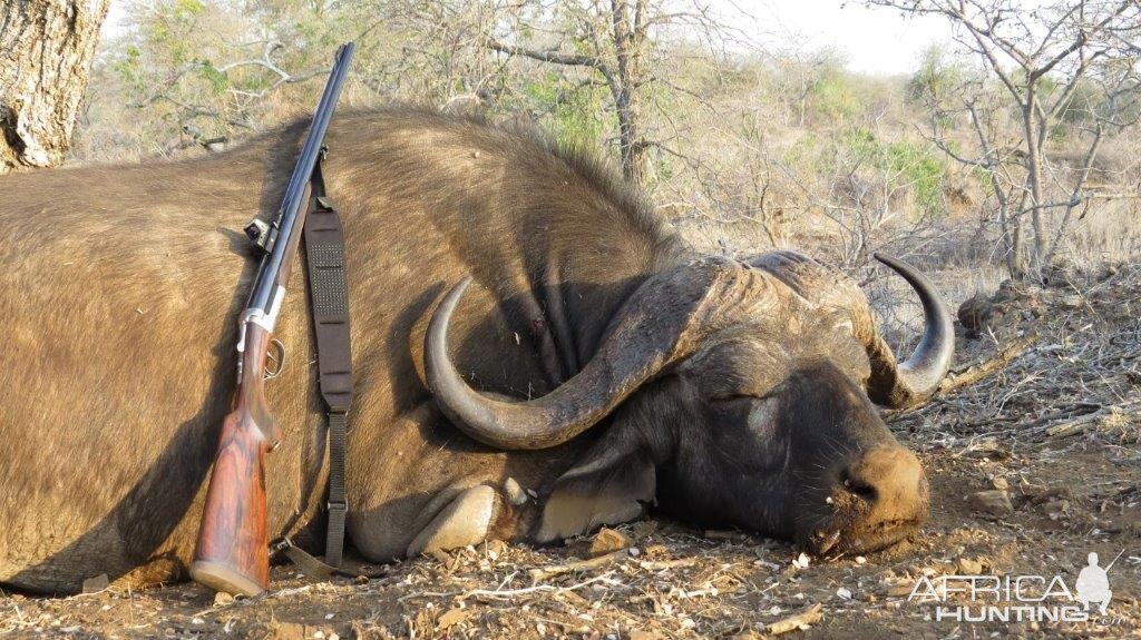 Buffalo hunt with McDonald Safaris