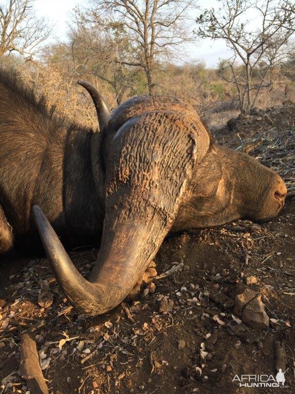 Buffalo hunt with McDonald Safaris