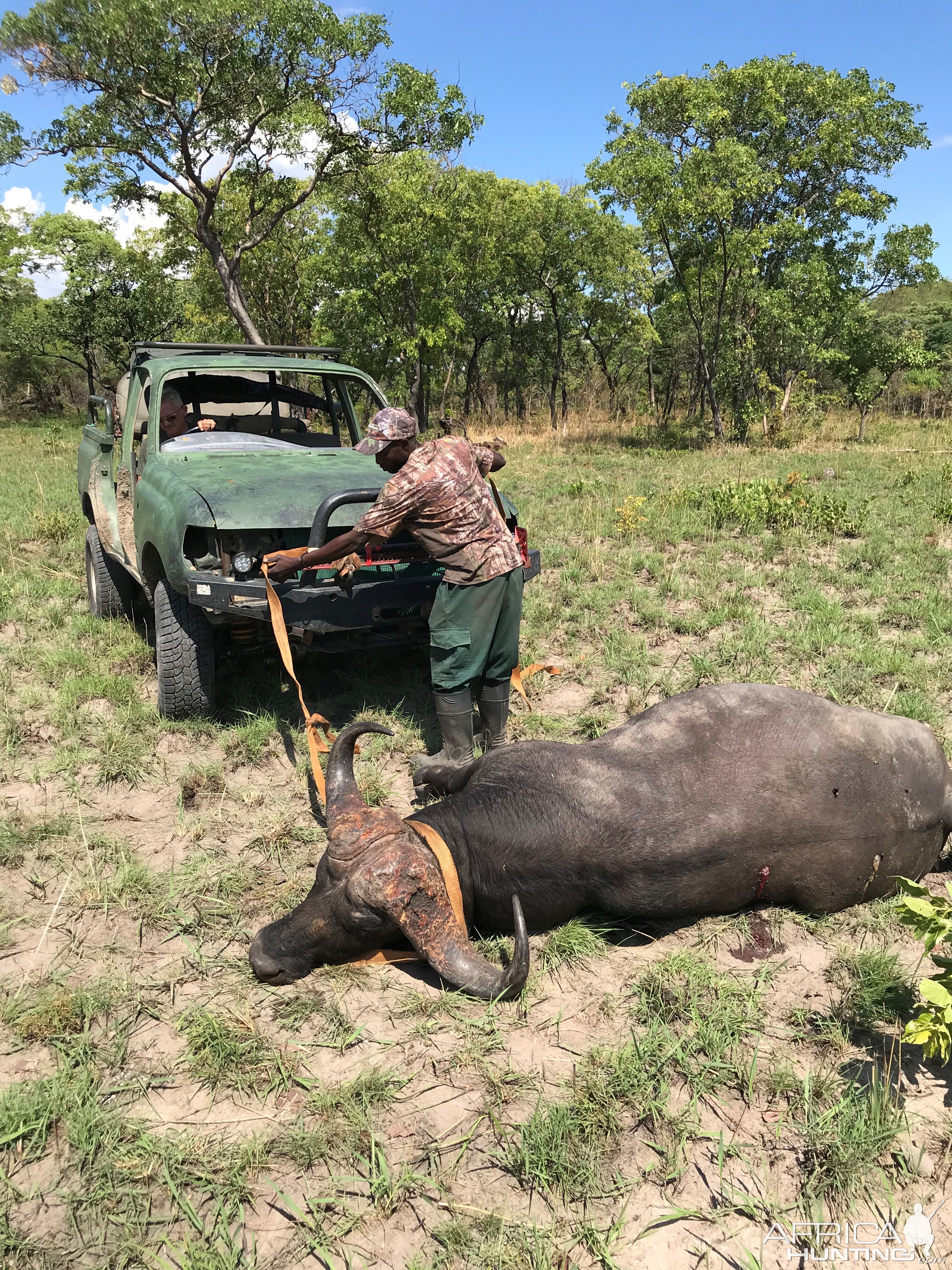 Buffalo Hunt Zambia