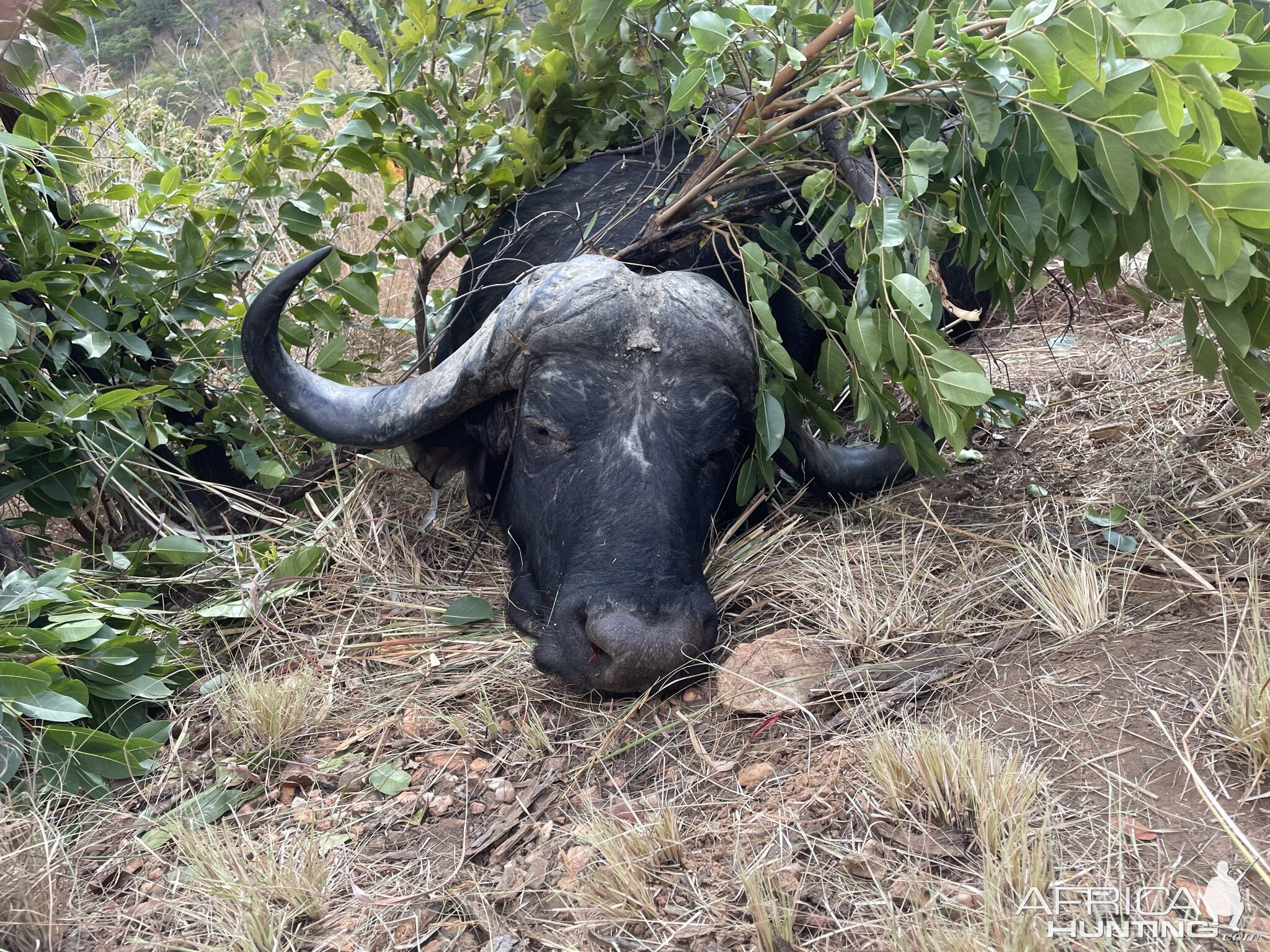 Buffalo Hunt Zimbabwe