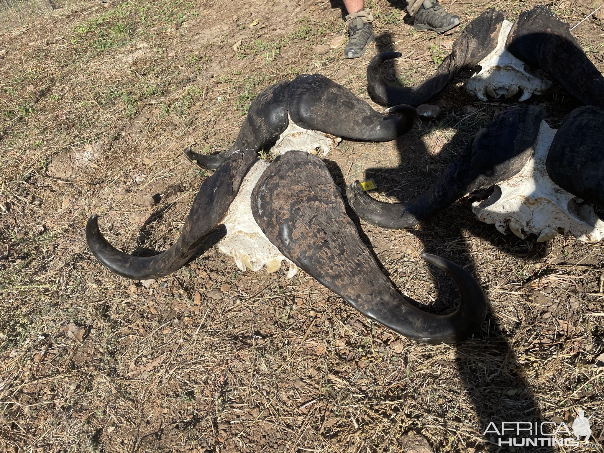 Buffalo Hunt Zimbabwe