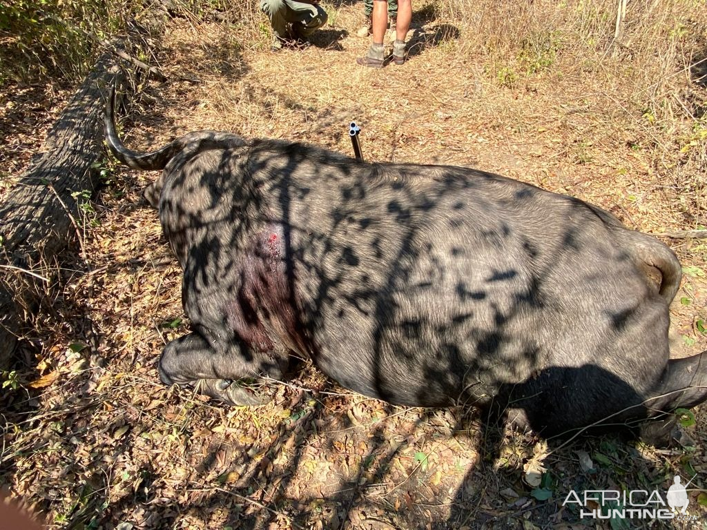 Buffalo Hunt Zimbabwe