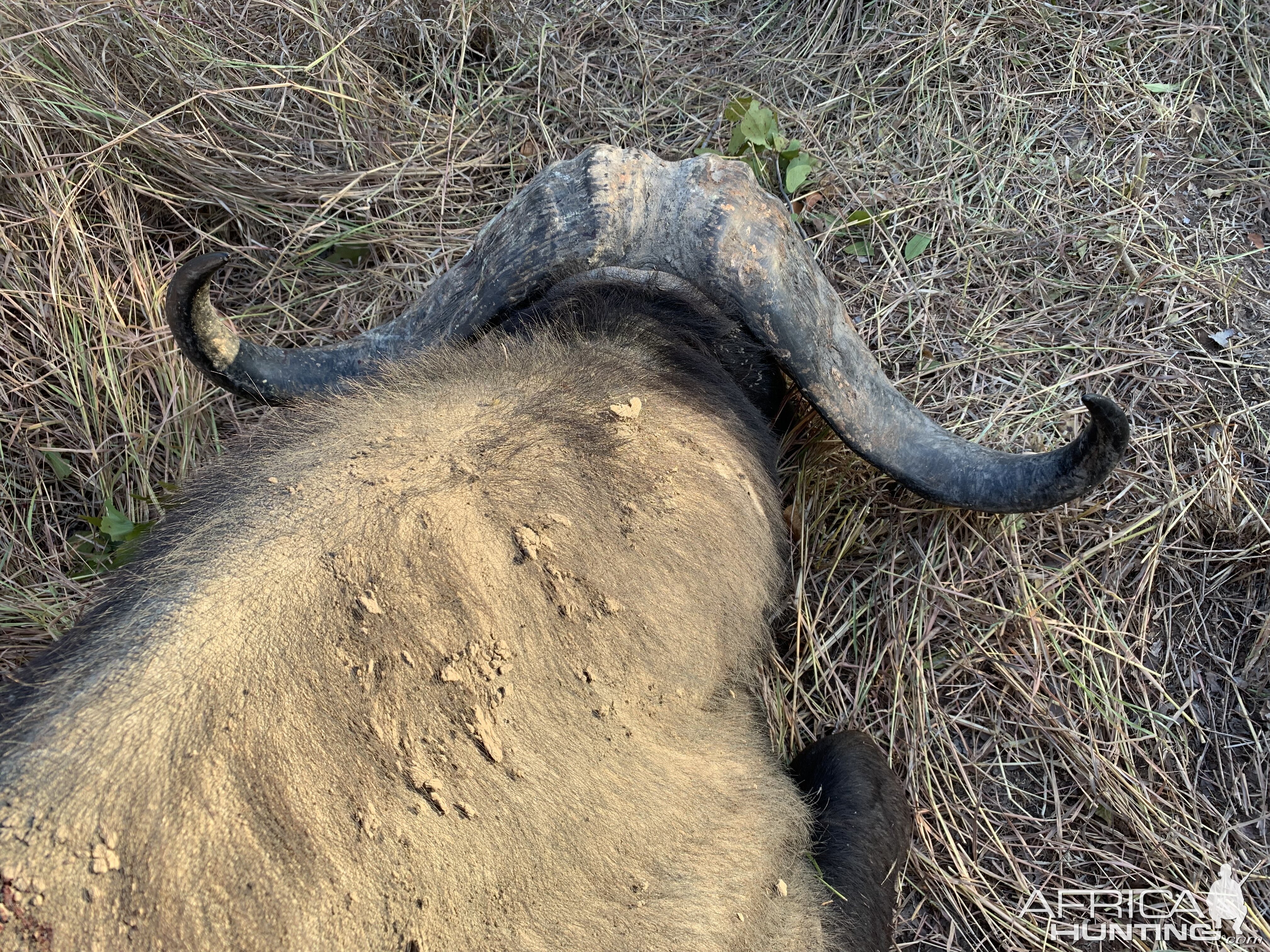 Buffalo Hunt Zimbabwe