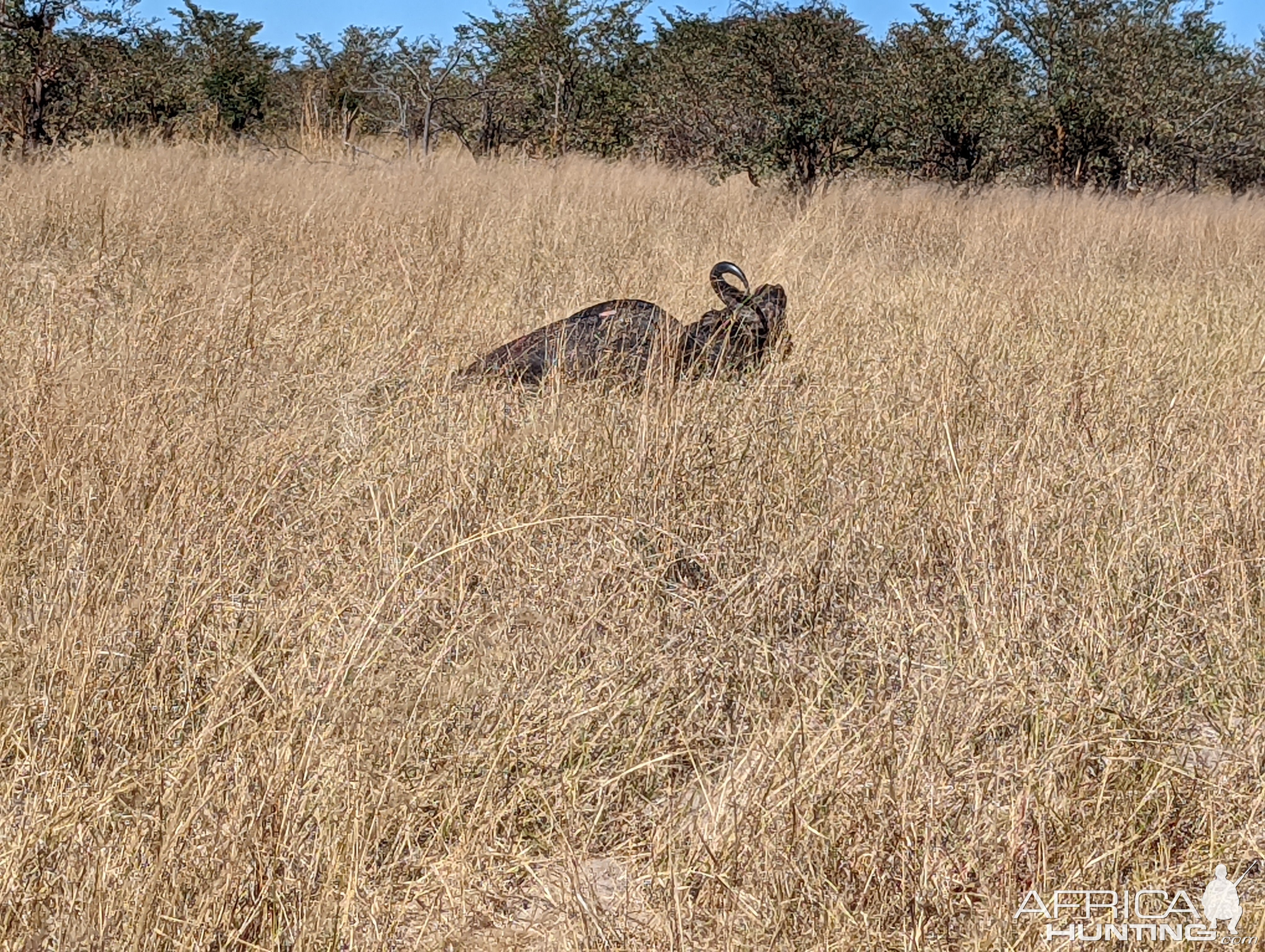 Buffalo Hunt Zimbabwe