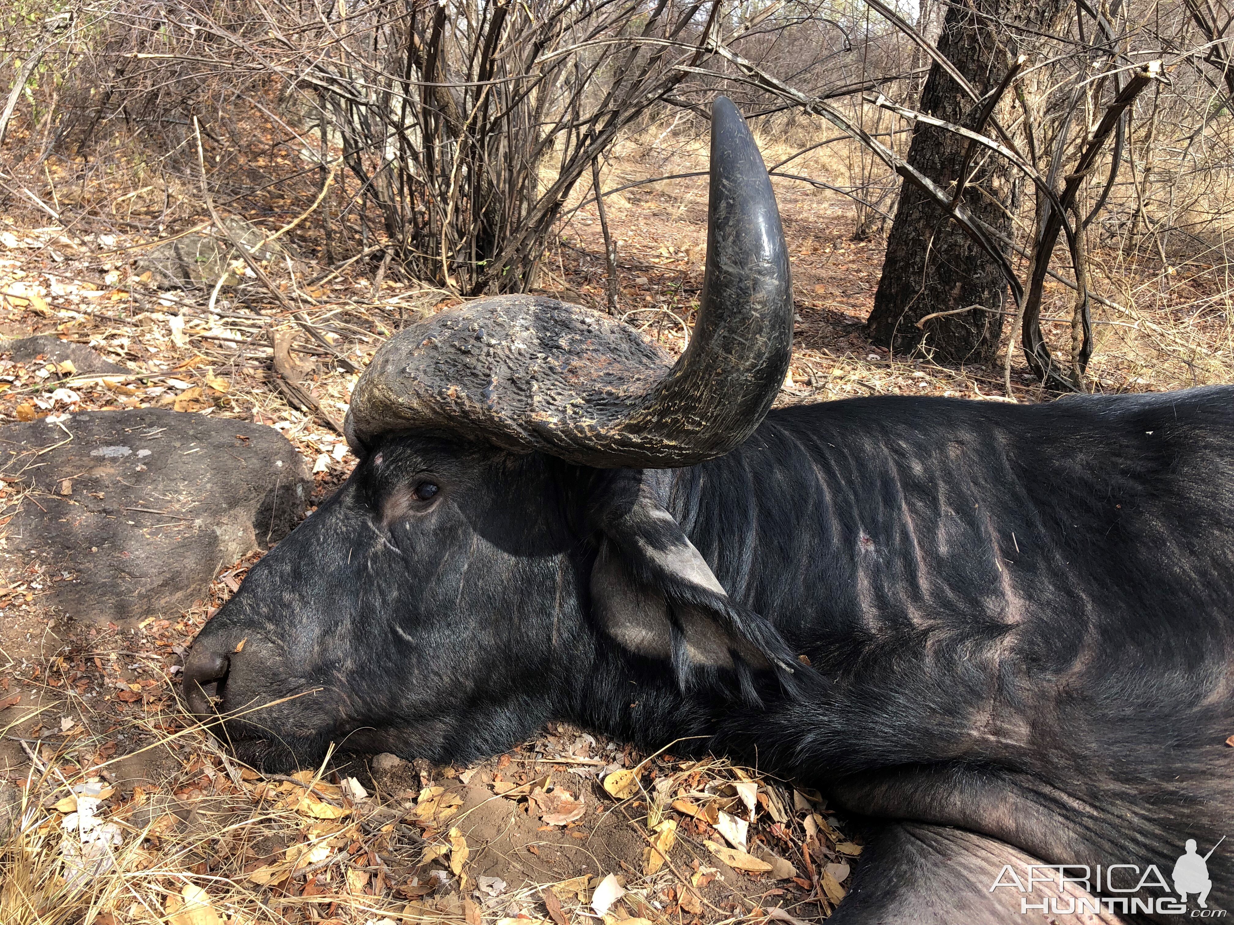 Buffalo Hunt Zimbabwe