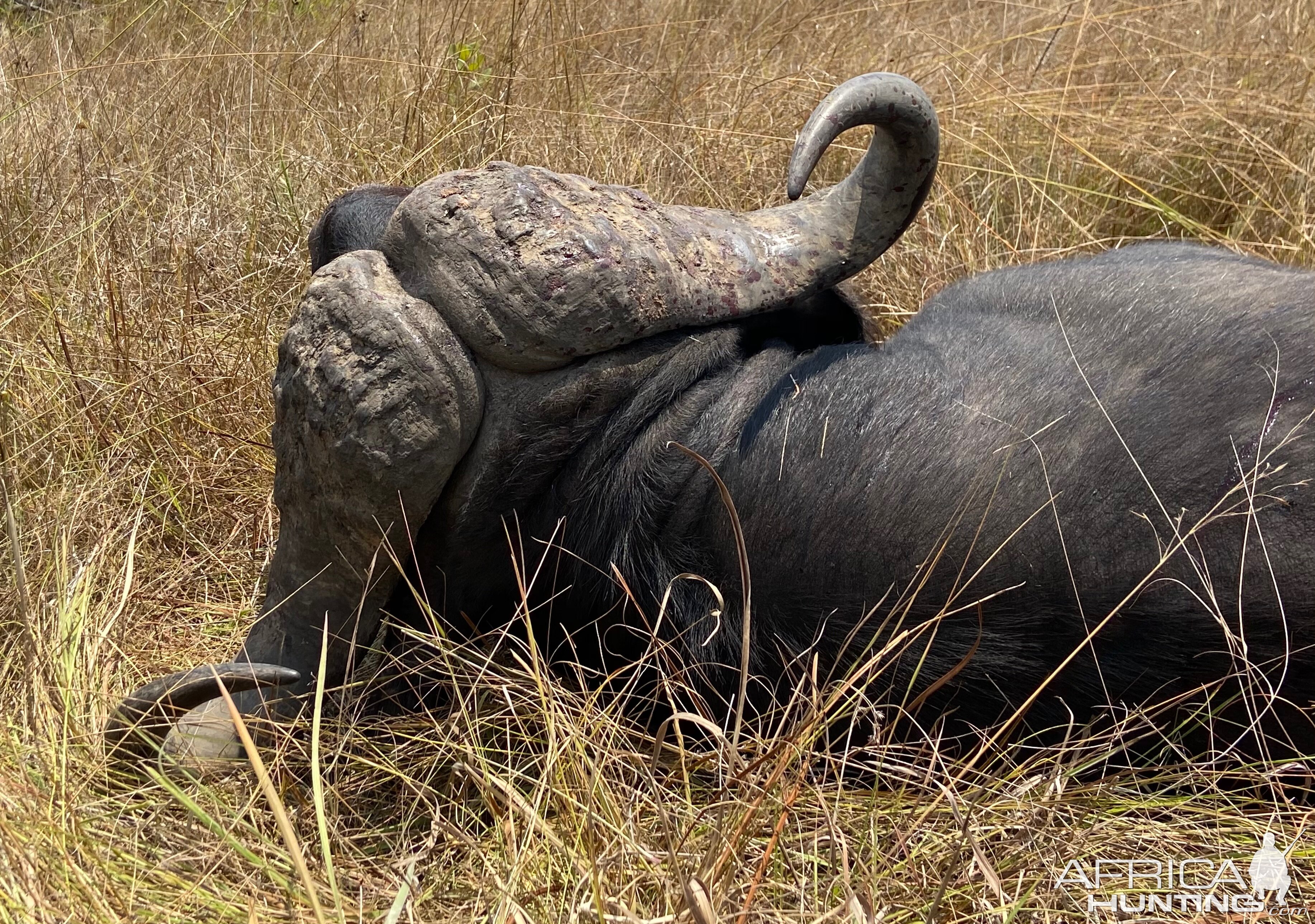 Buffalo Hunt