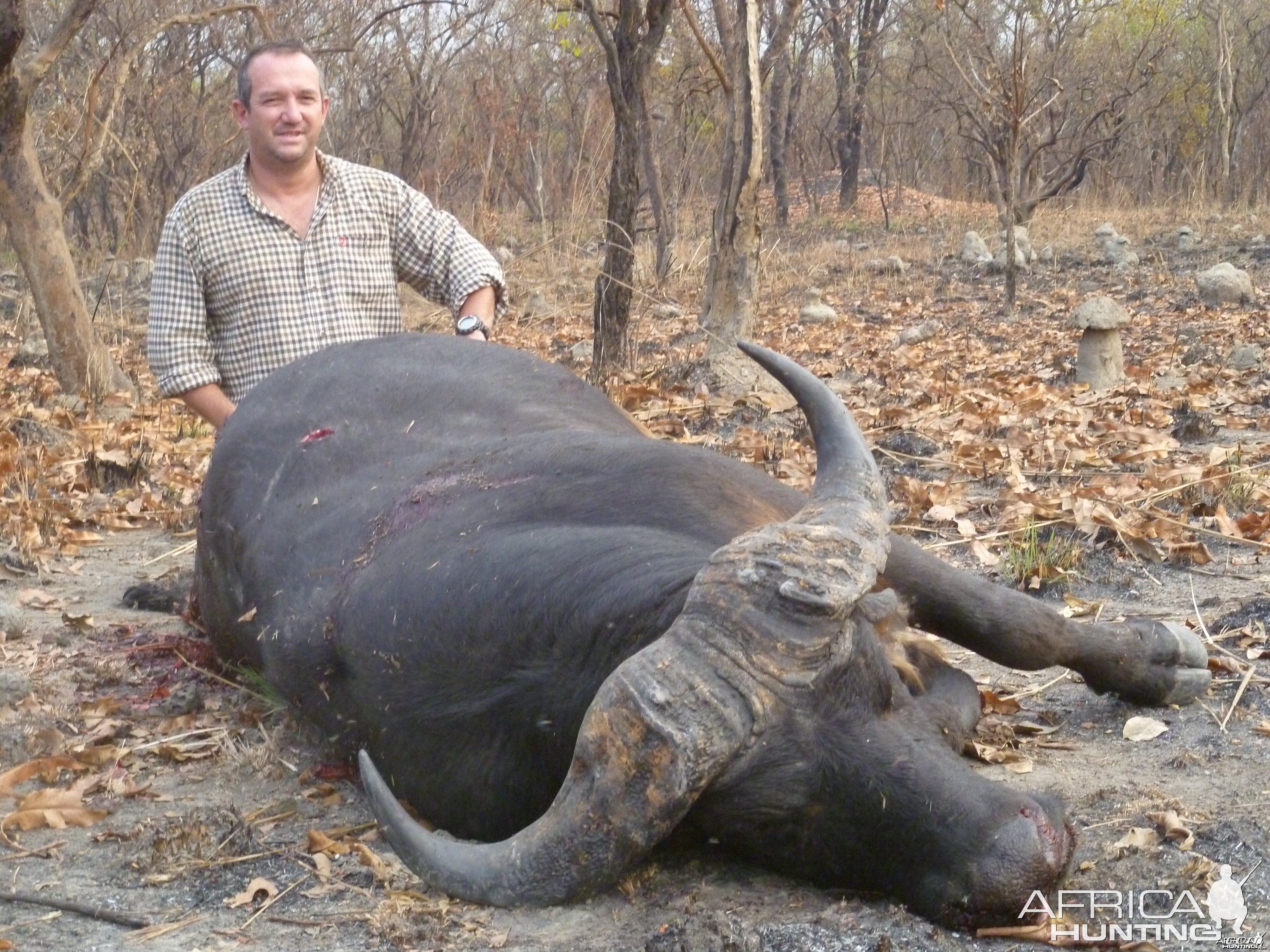 Buffalo hunted in Central African Republic with CAWA