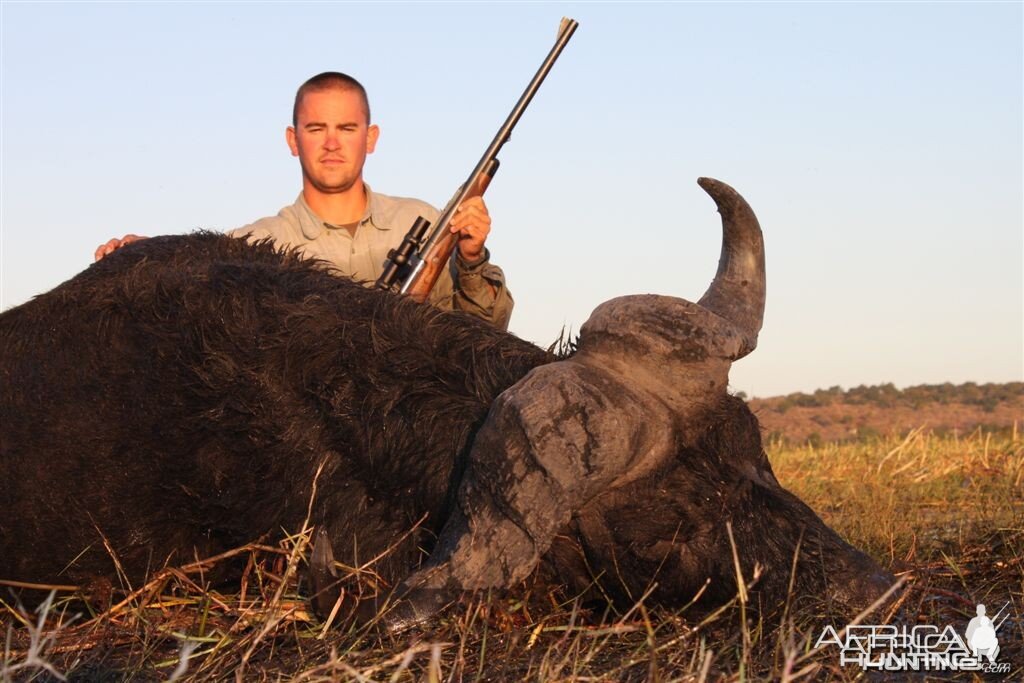 Buffalo hunted in Namibia Chobe flood plains