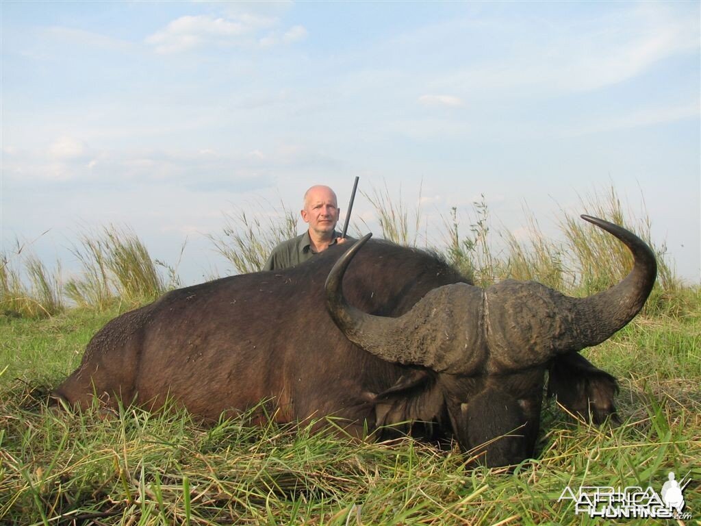 Buffalo hunted in Namibia Chobe flood plains