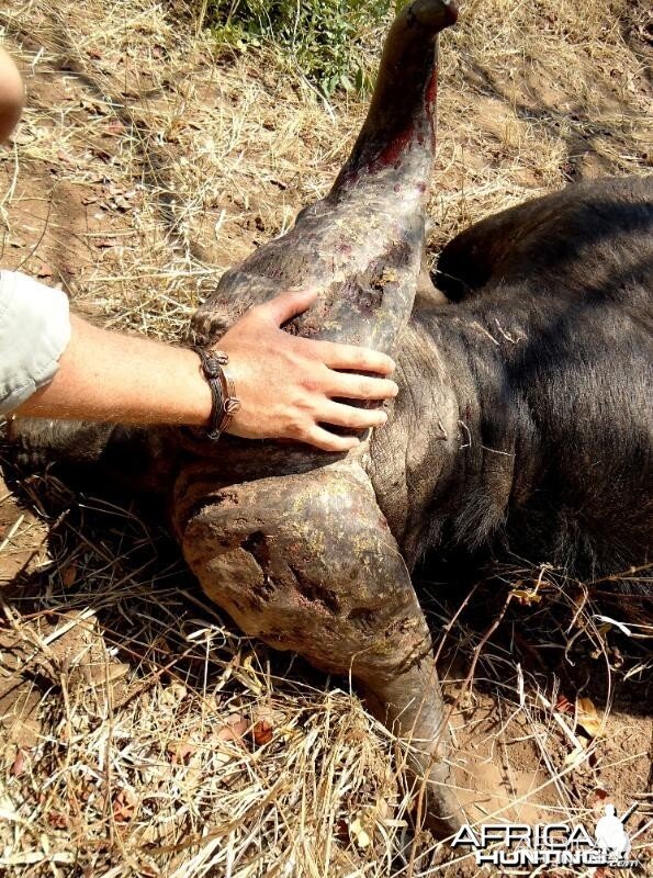 Buffalo hunted in Zimbabwe