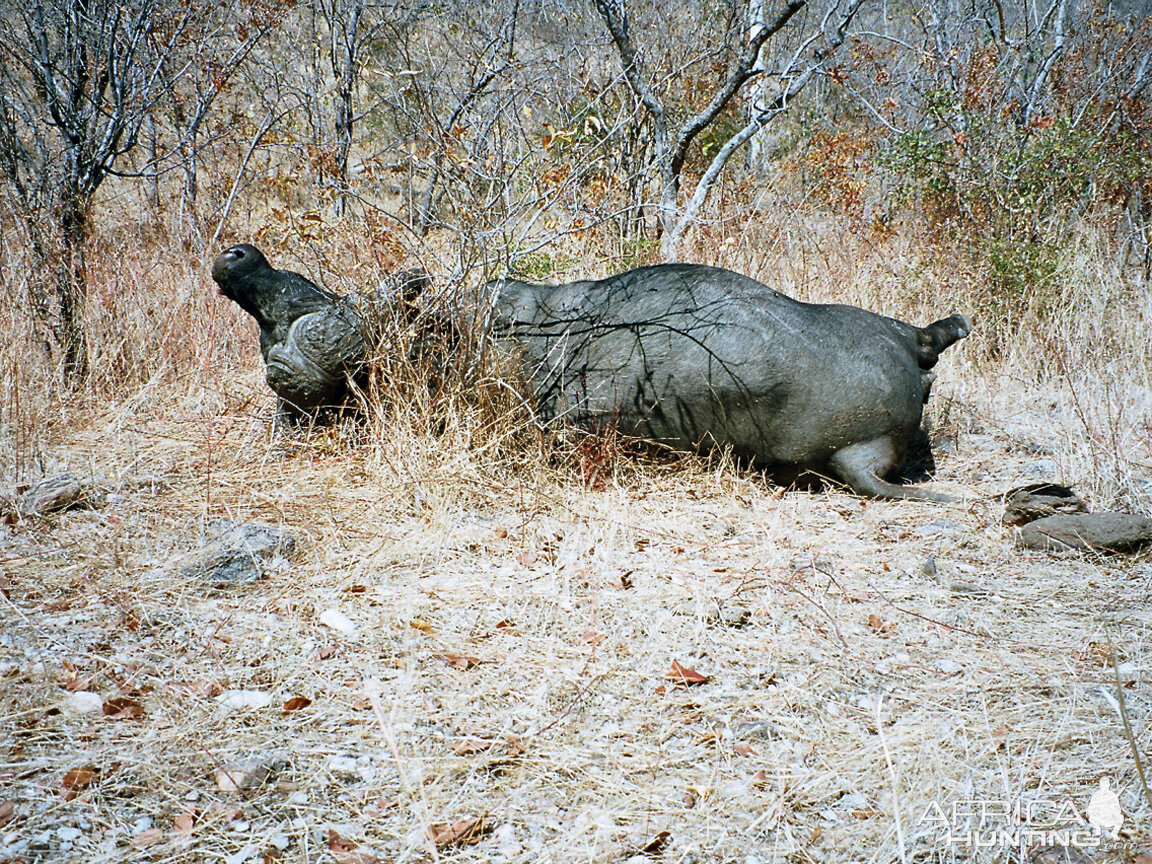 Buffalo hunted with FA .454 Handgun