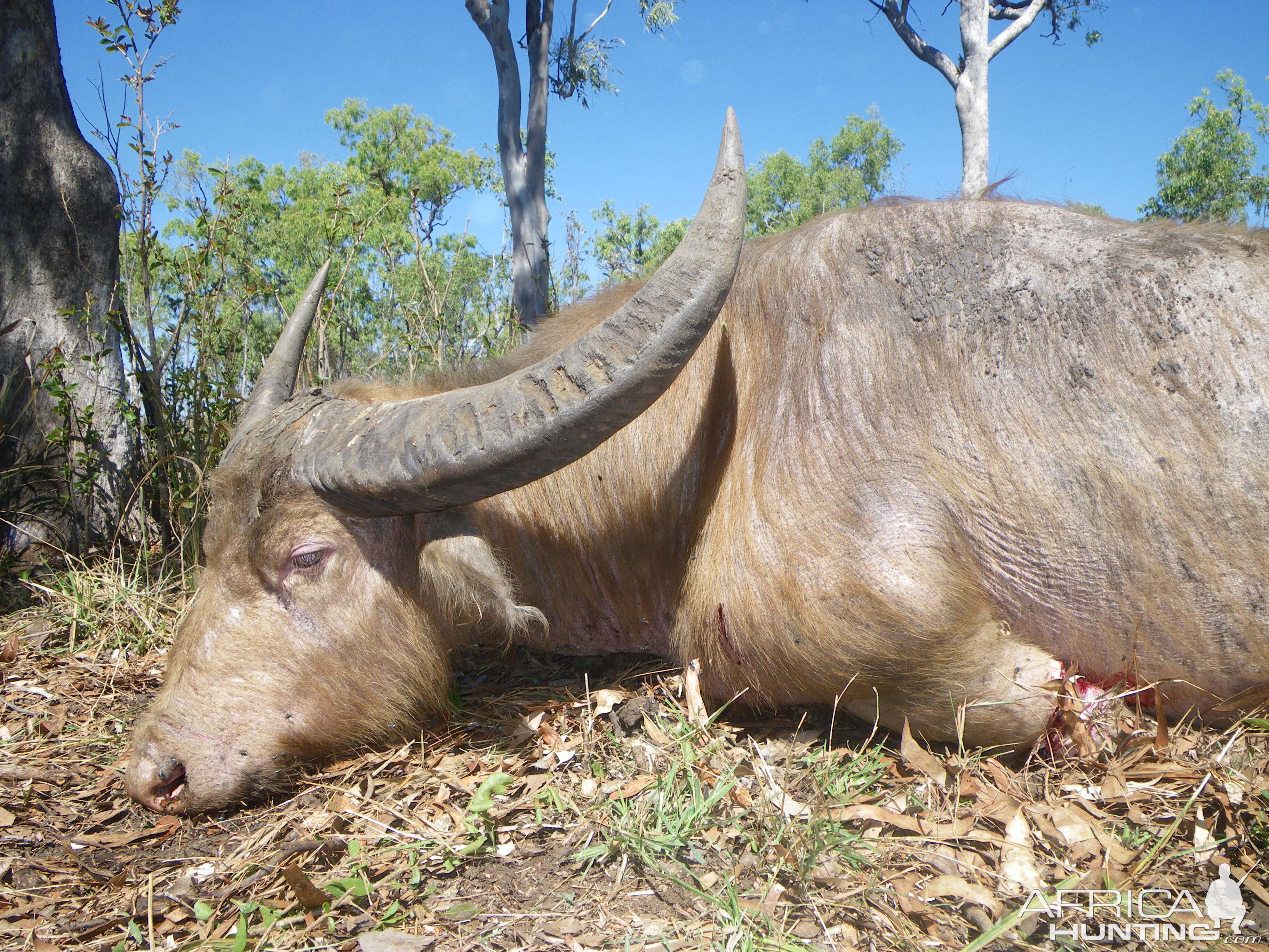 Buffalo Hunting Australia