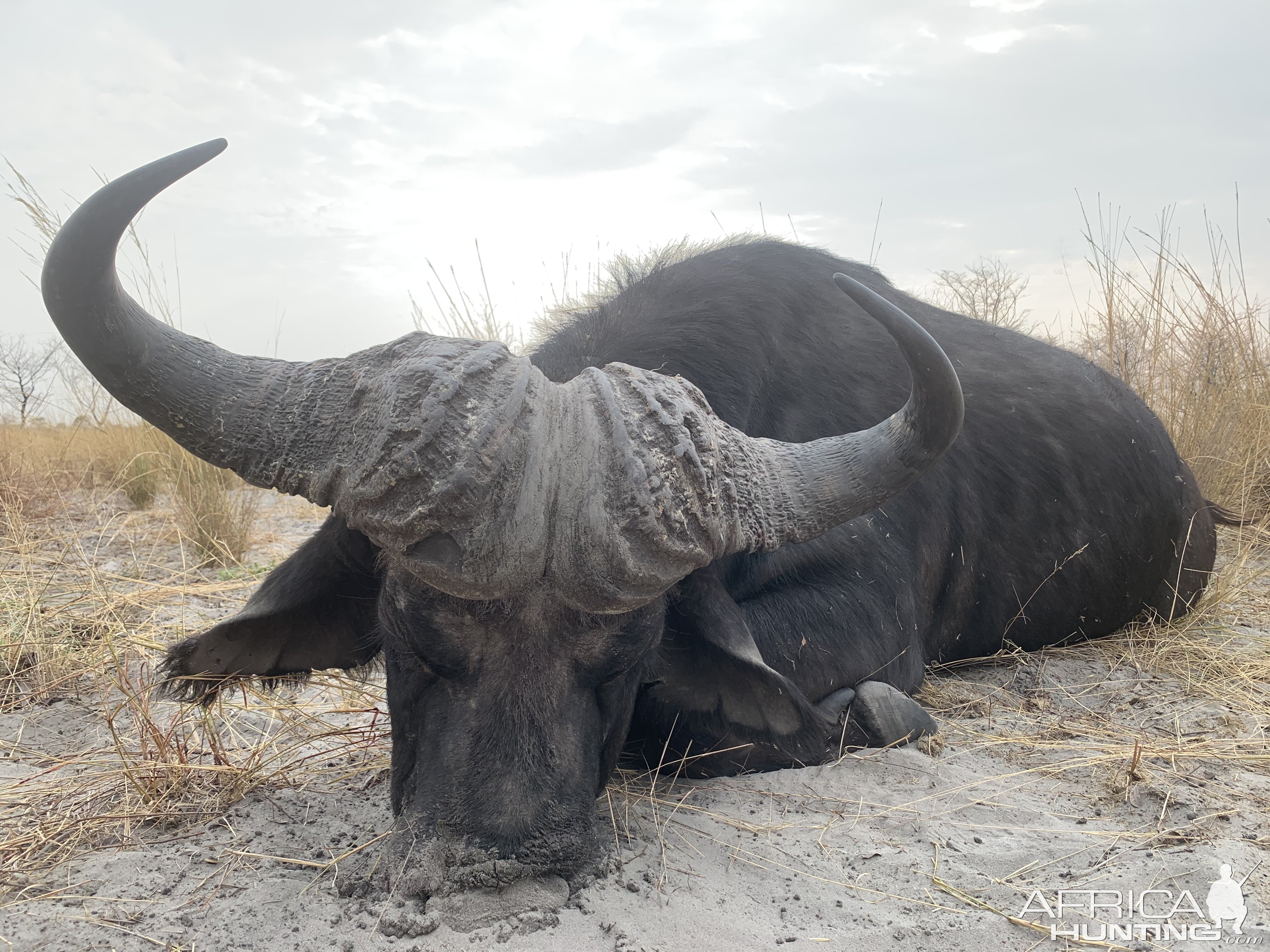 Buffalo Hunting Caprivi Namibia