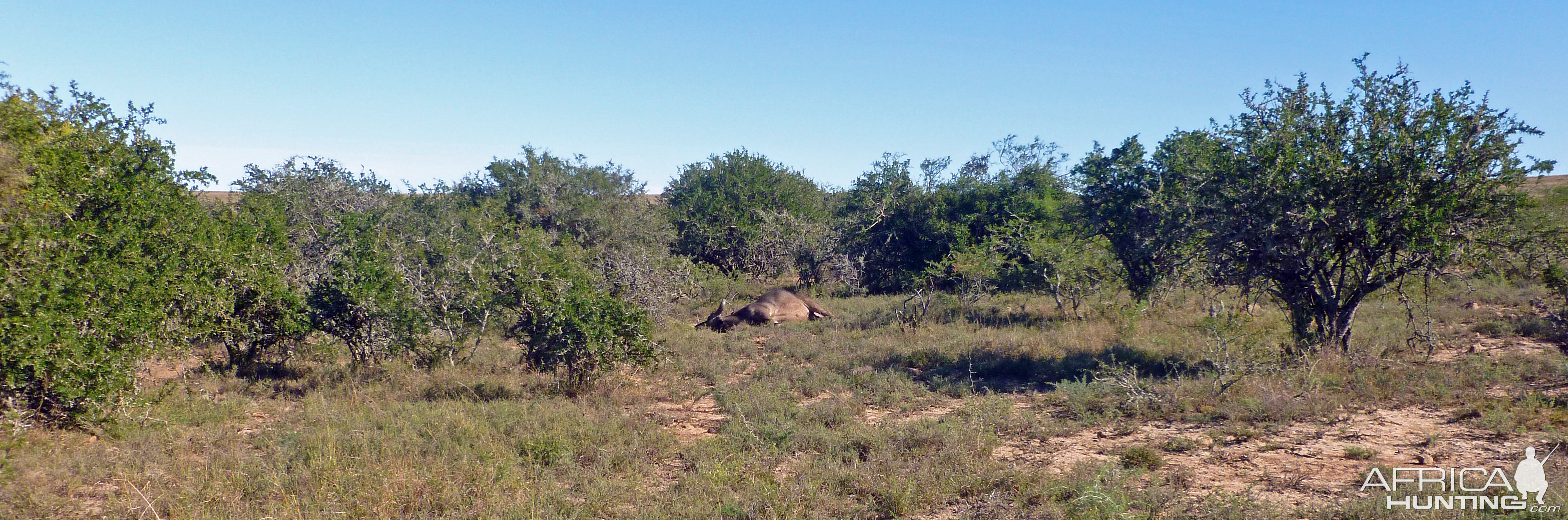 Buffalo Hunting Grahamstown South Africa