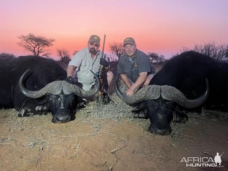 Buffalo Hunting Kalahari South Africa