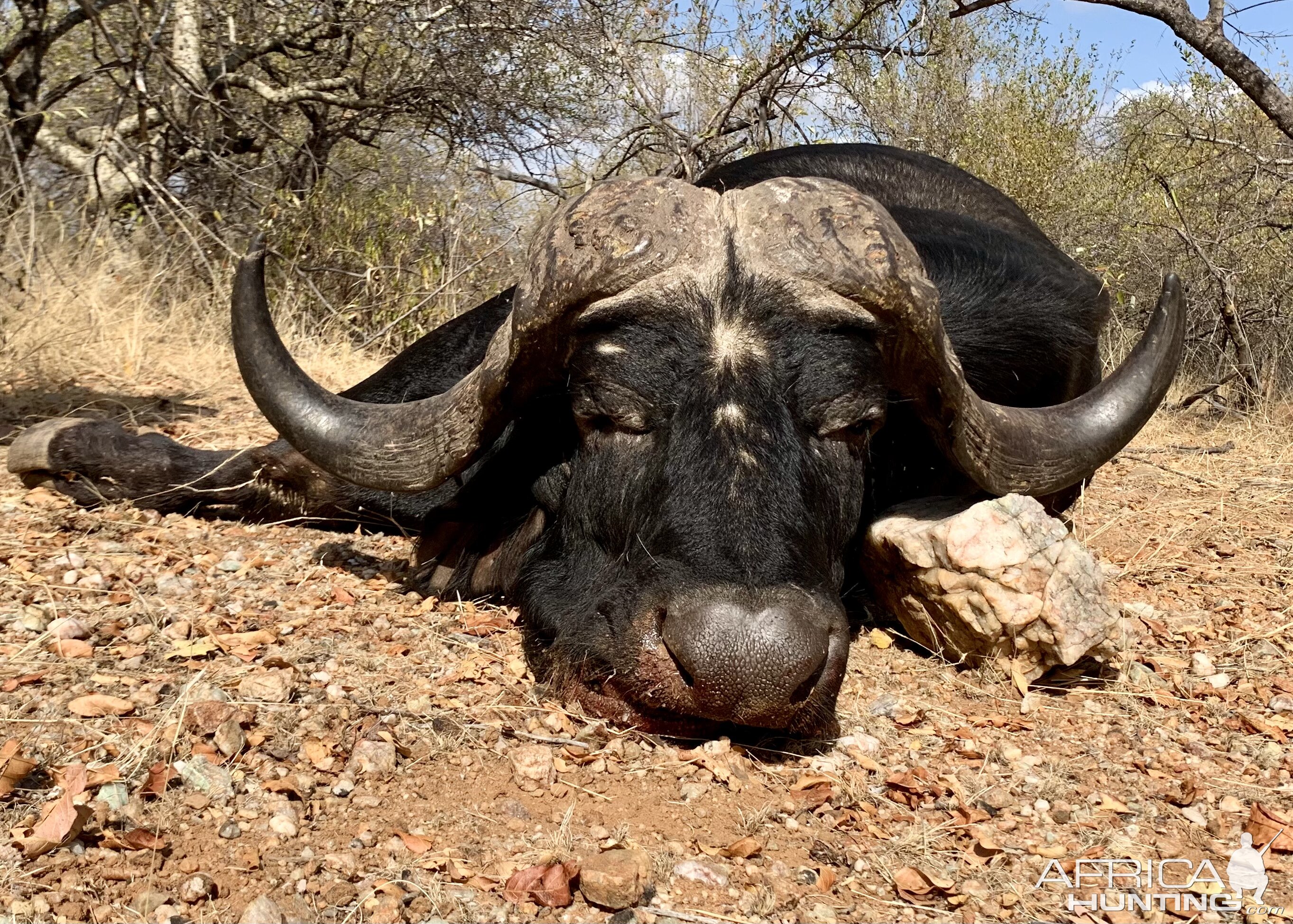 Buffalo Hunting Limpopo South Africa