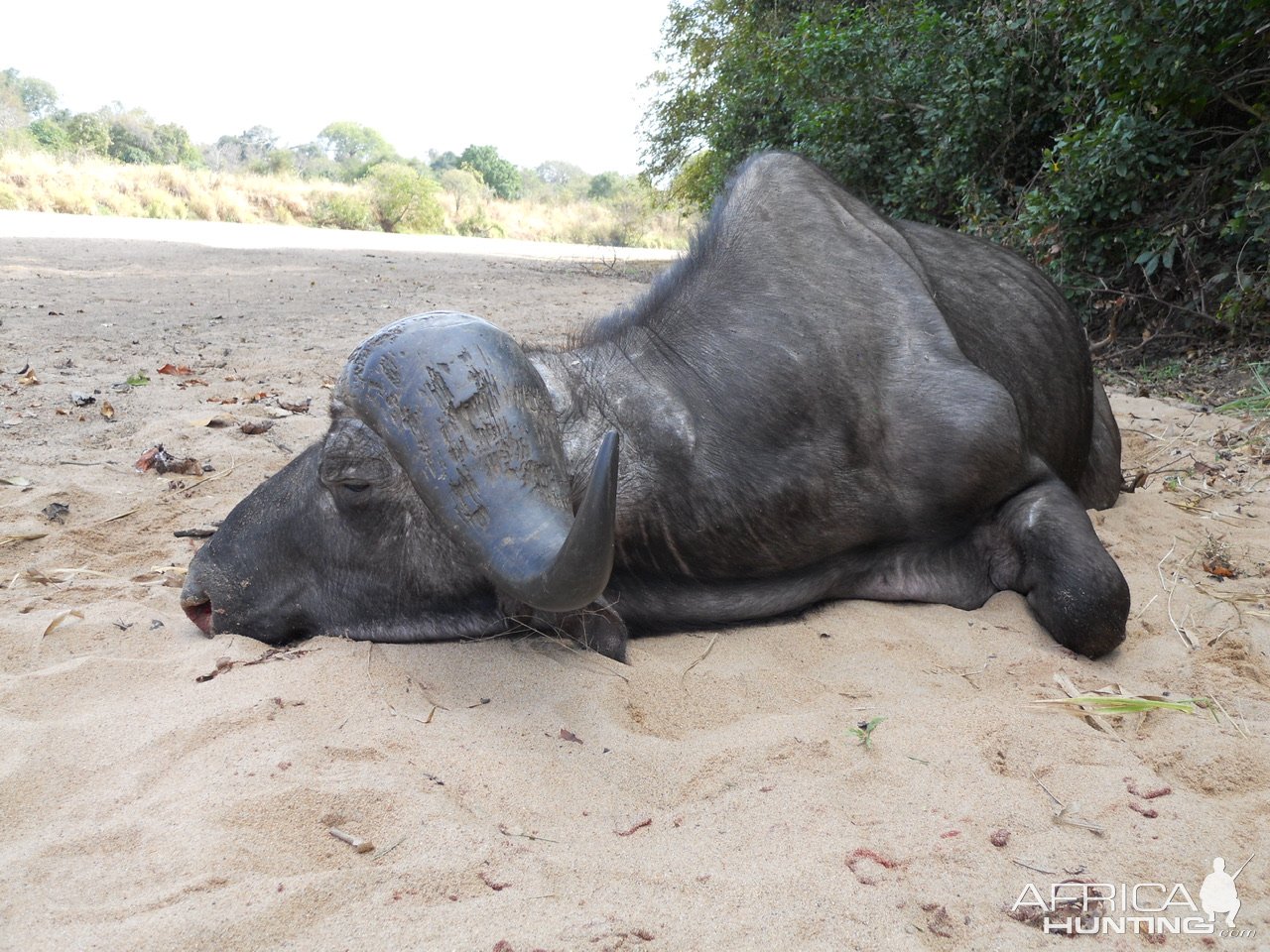 Buffalo Hunting Mozambique