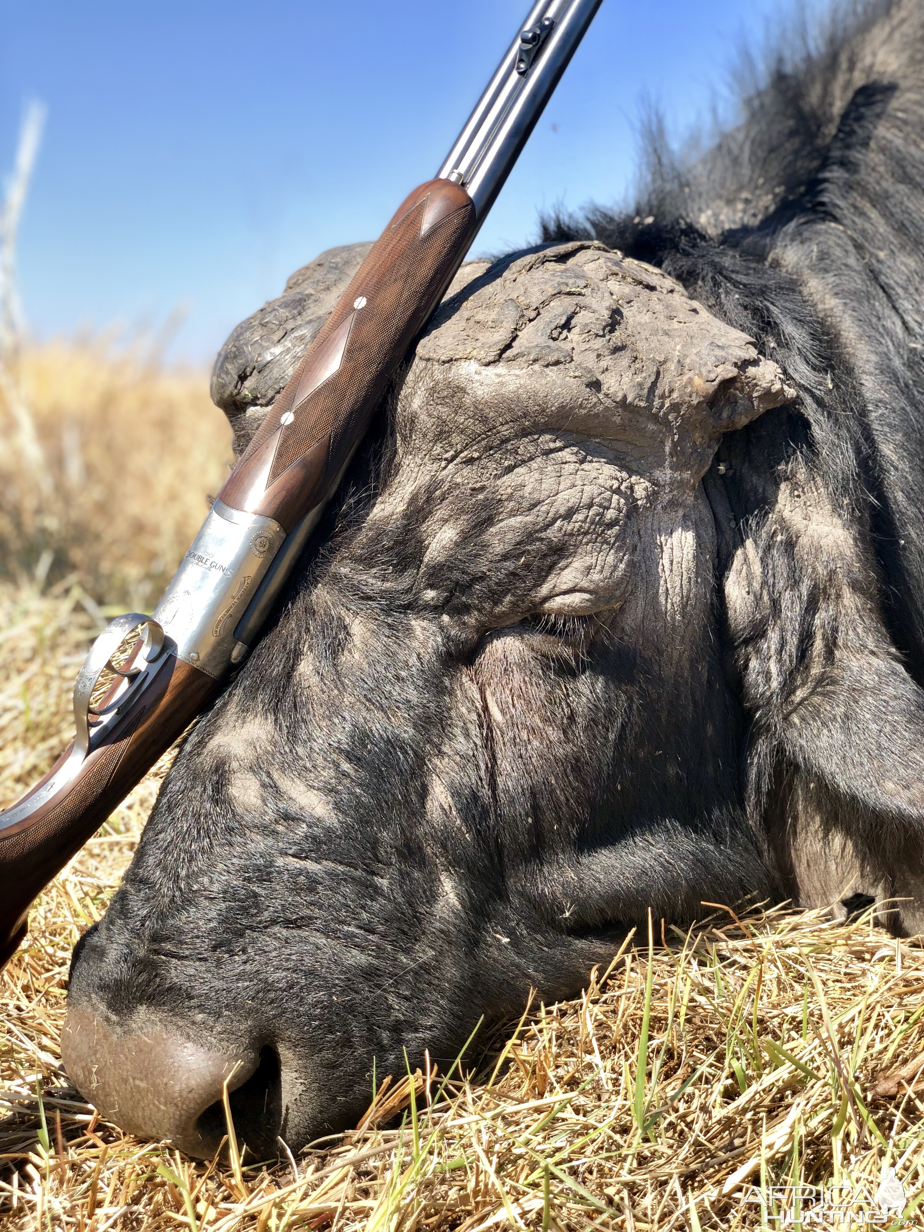 Buffalo Hunting Namibia