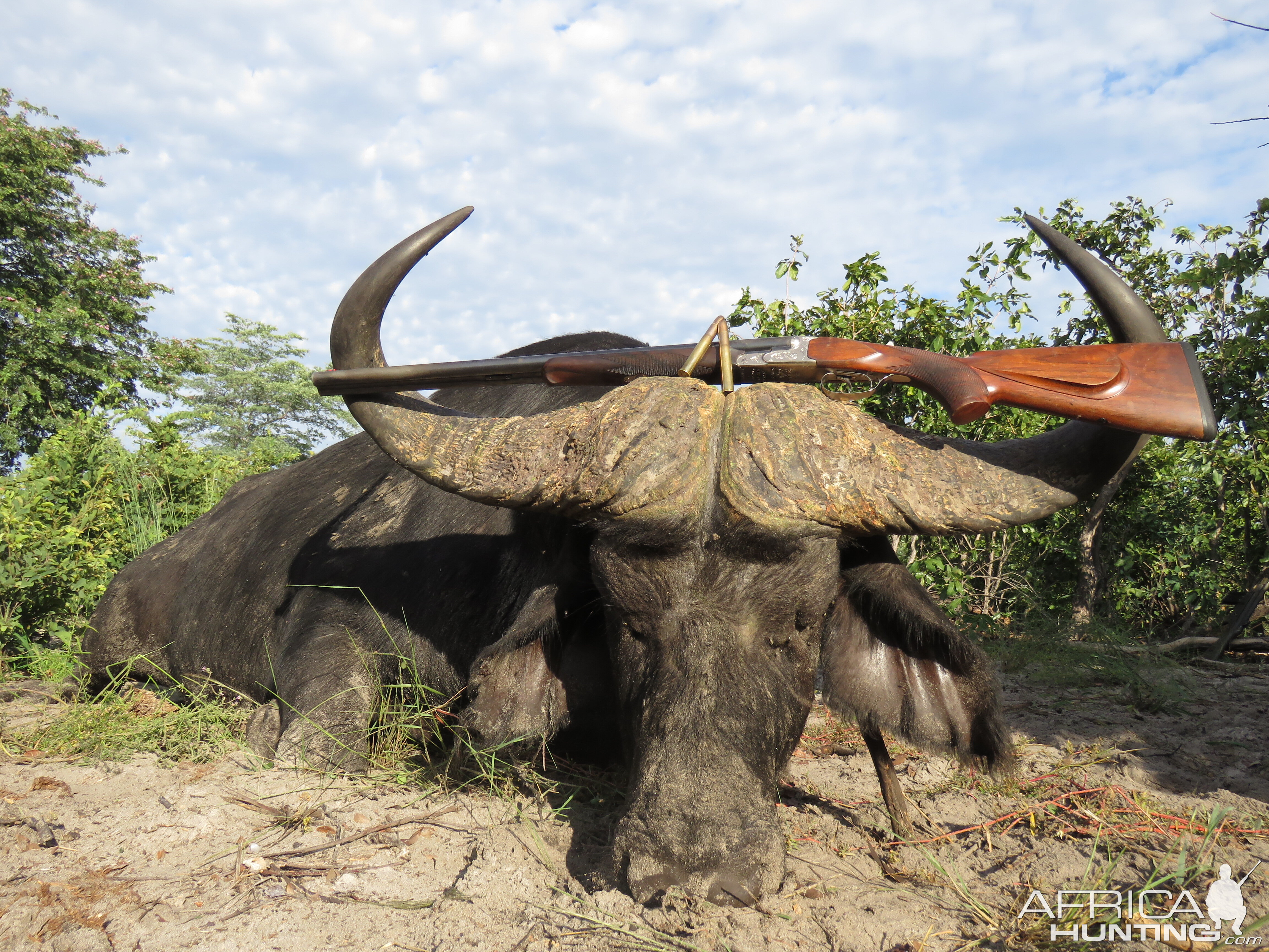 Buffalo Hunting Namibia