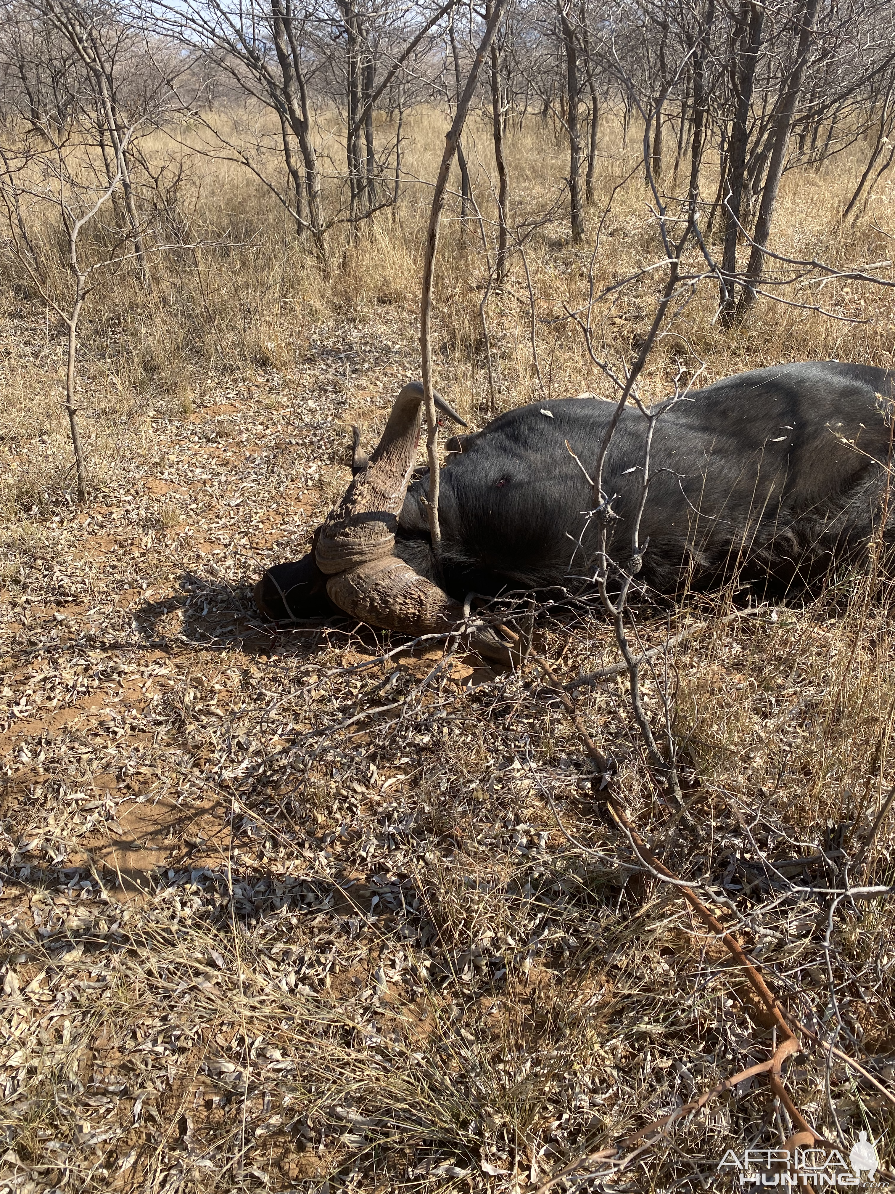 Buffalo Hunting Namibia