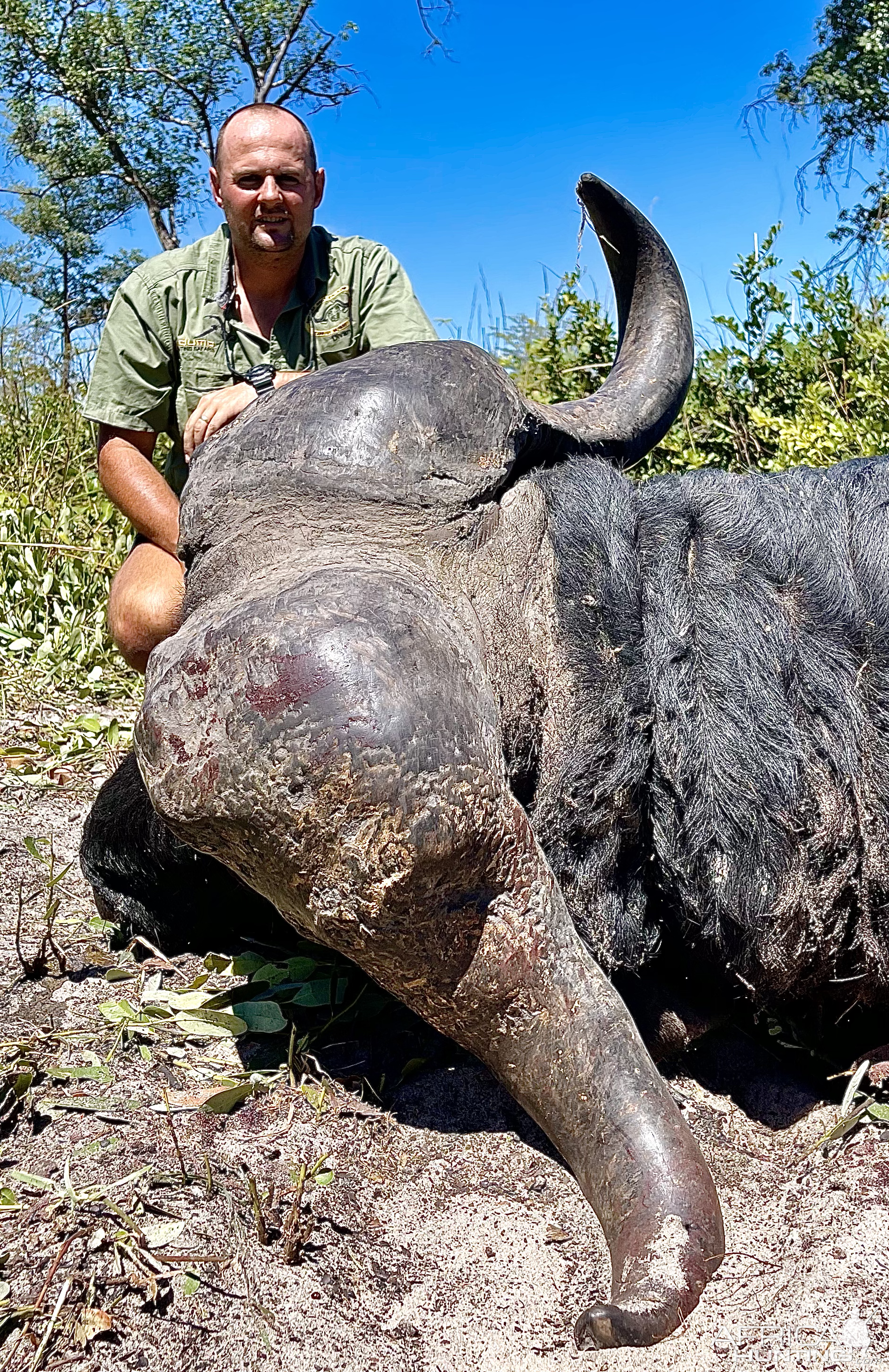 Buffalo Hunting Namibia