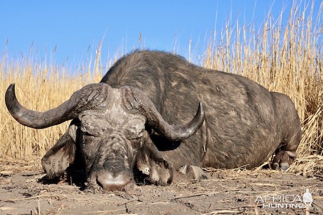 Buffalo Hunting Namibia