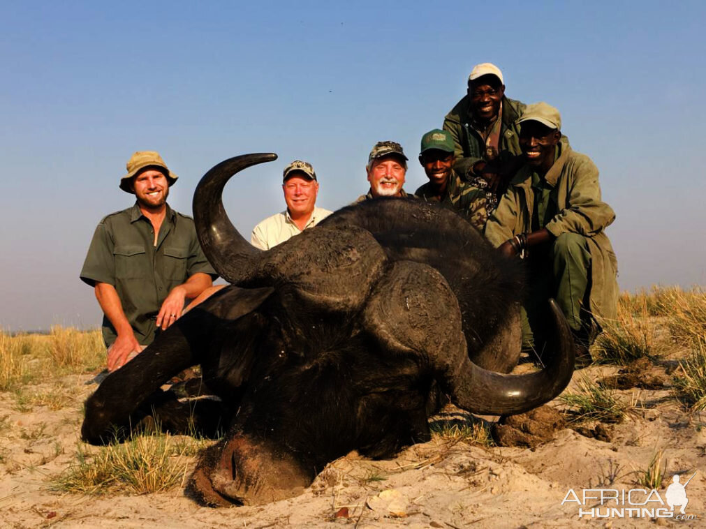 Buffalo Hunting Namibia