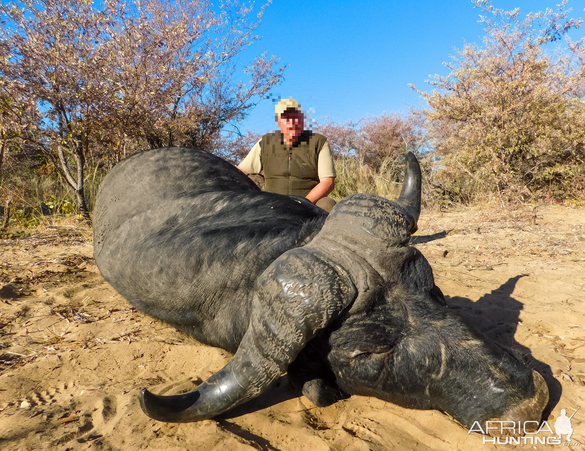 Buffalo Hunting Namibia