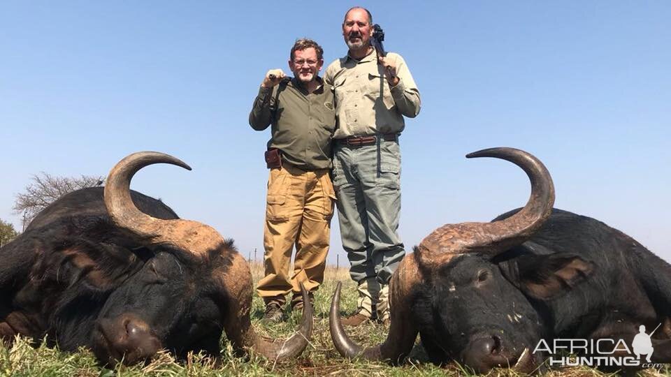 Buffalo Hunting South Africa