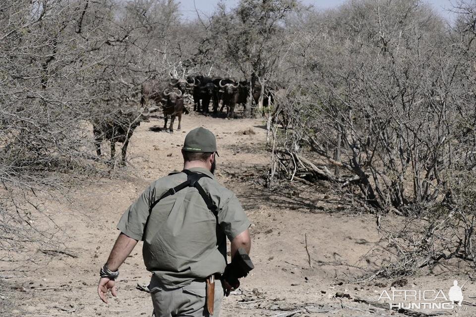 Buffalo Hunting South Africa