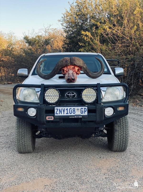 Buffalo Hunting South Africa