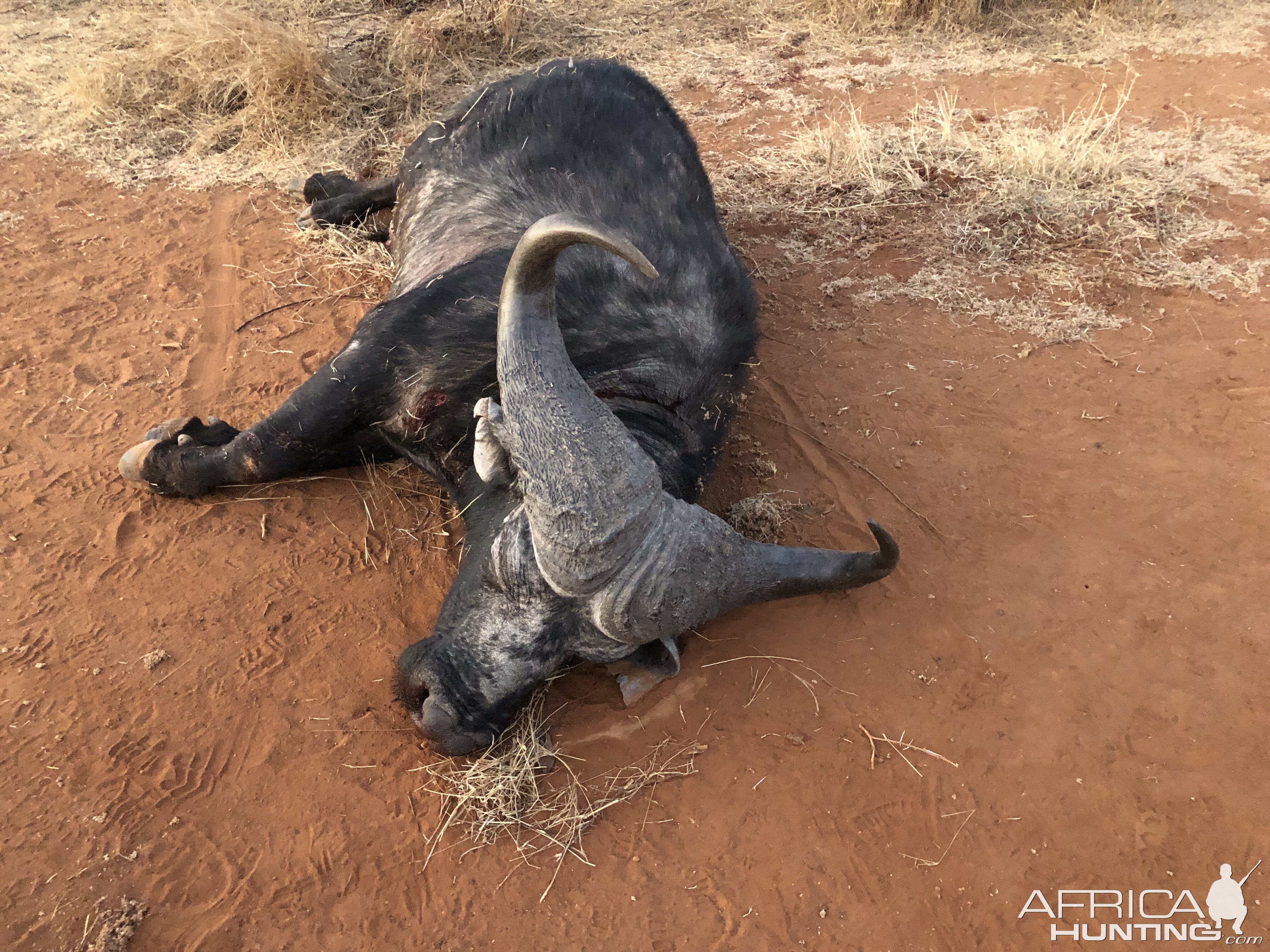 Buffalo Hunting South Africa