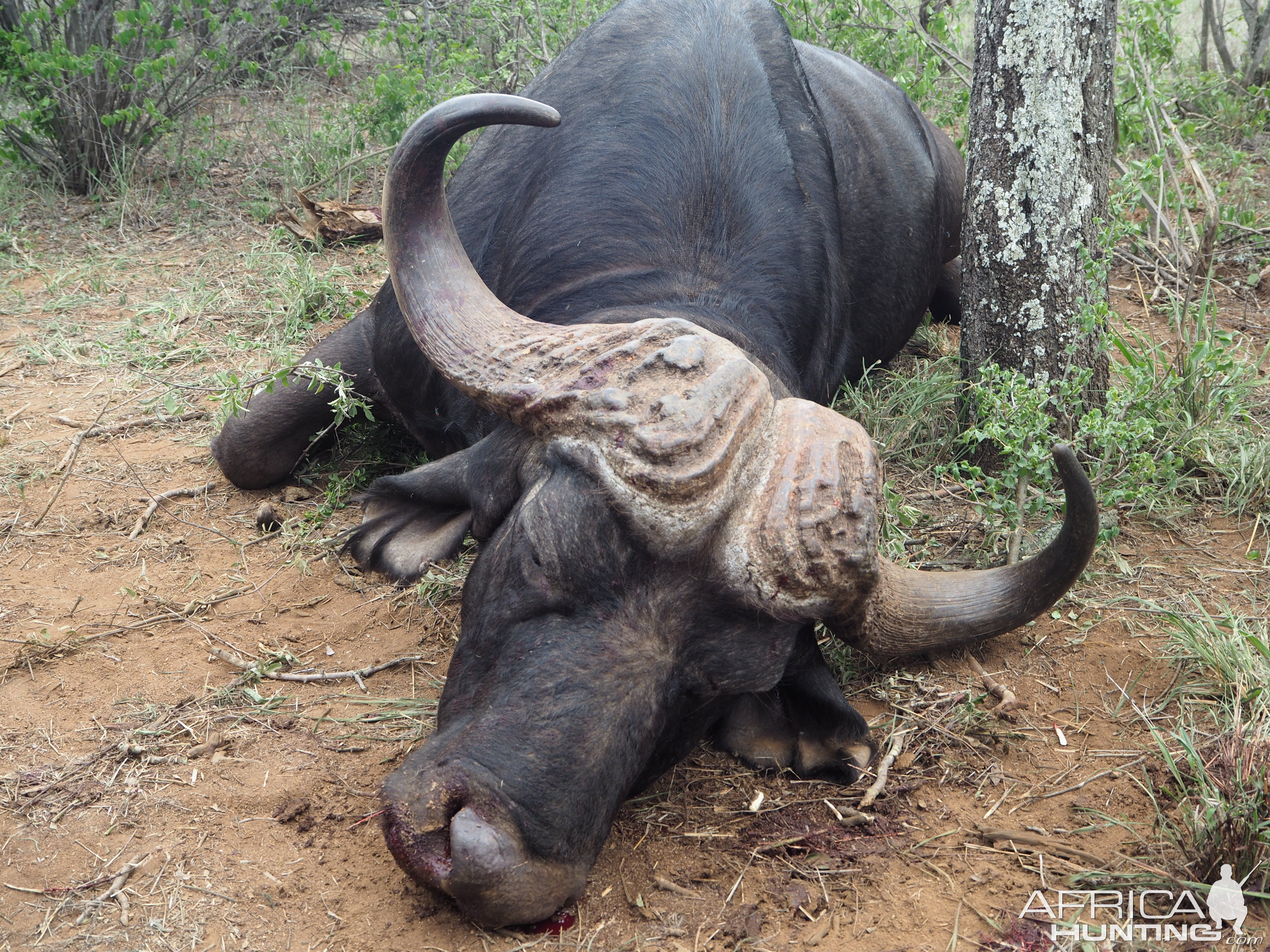 Buffalo Hunting South Africa