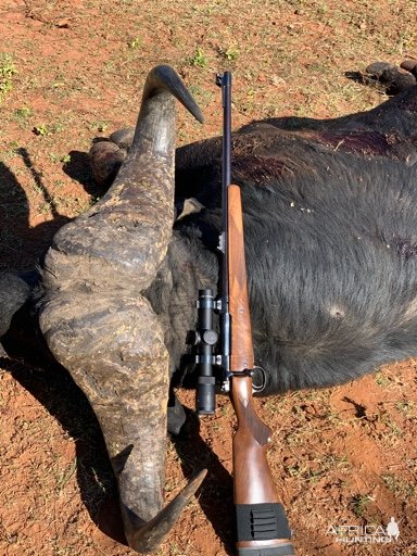 Buffalo Hunting South Africa