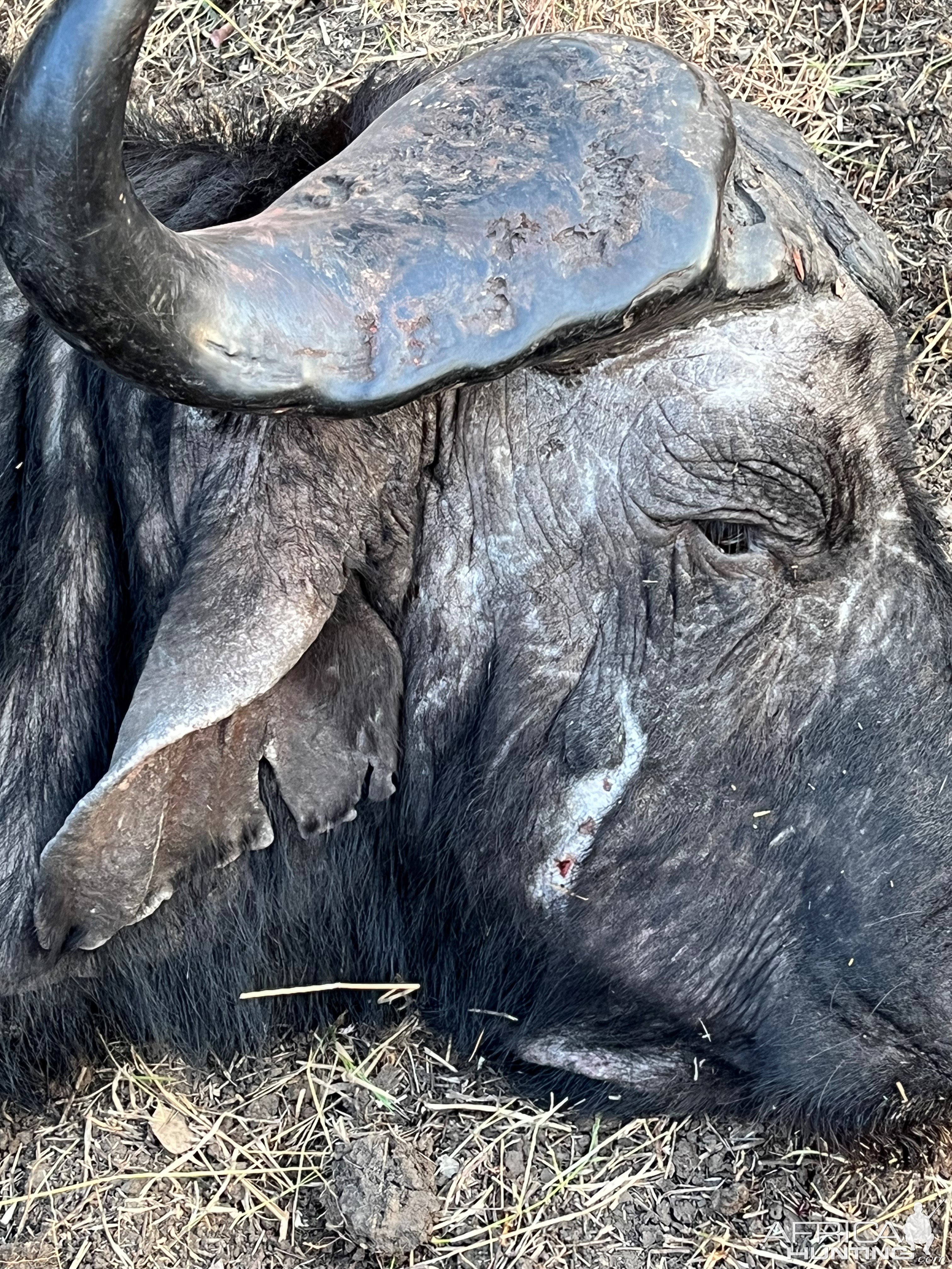 Buffalo Hunting Tanzania