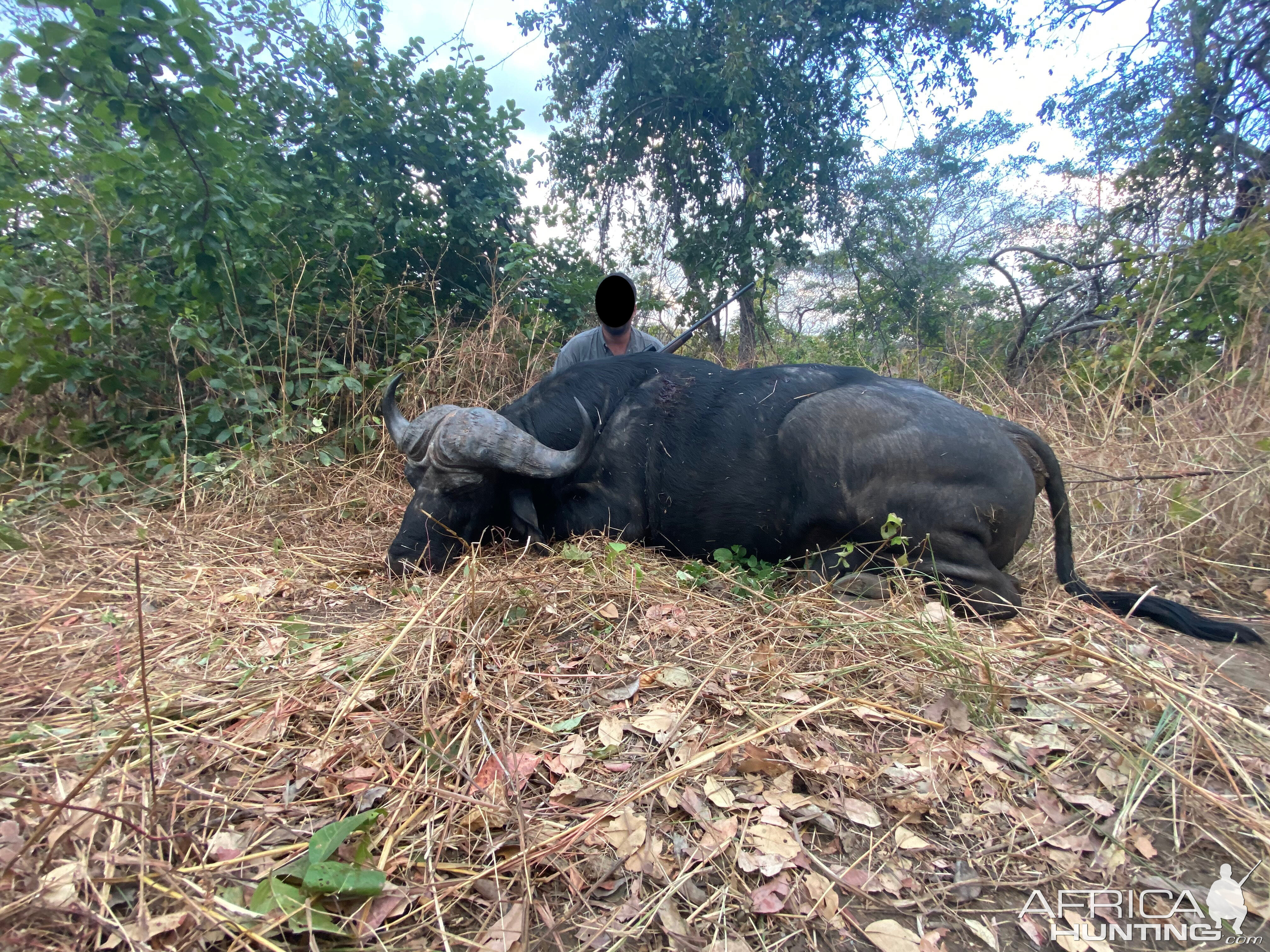 Buffalo Hunting Zimbabwe