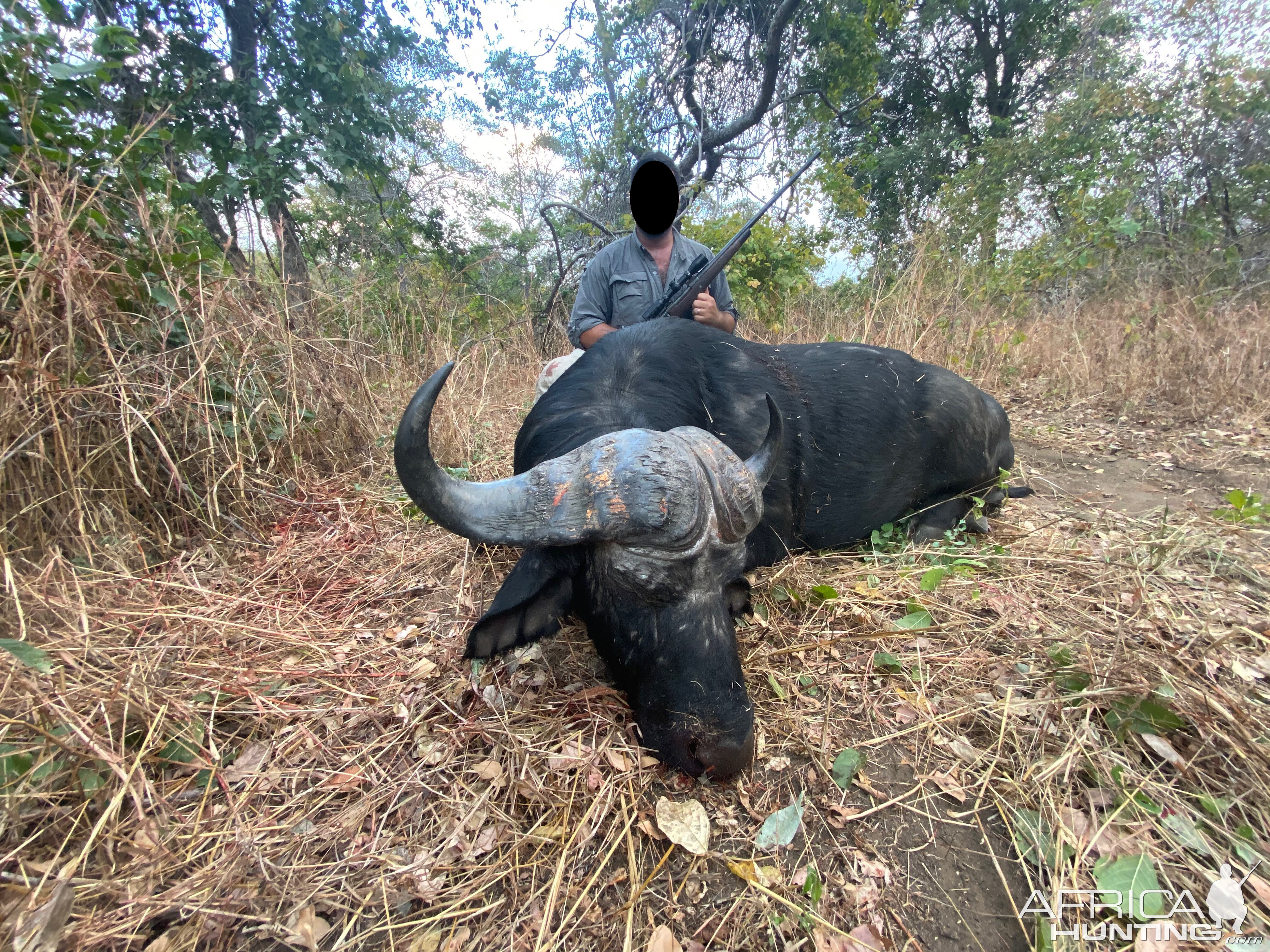 Buffalo Hunting Zimbabwe