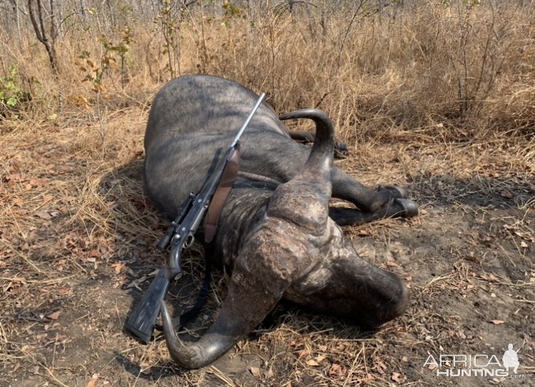 Buffalo Hunting Zimbabwe