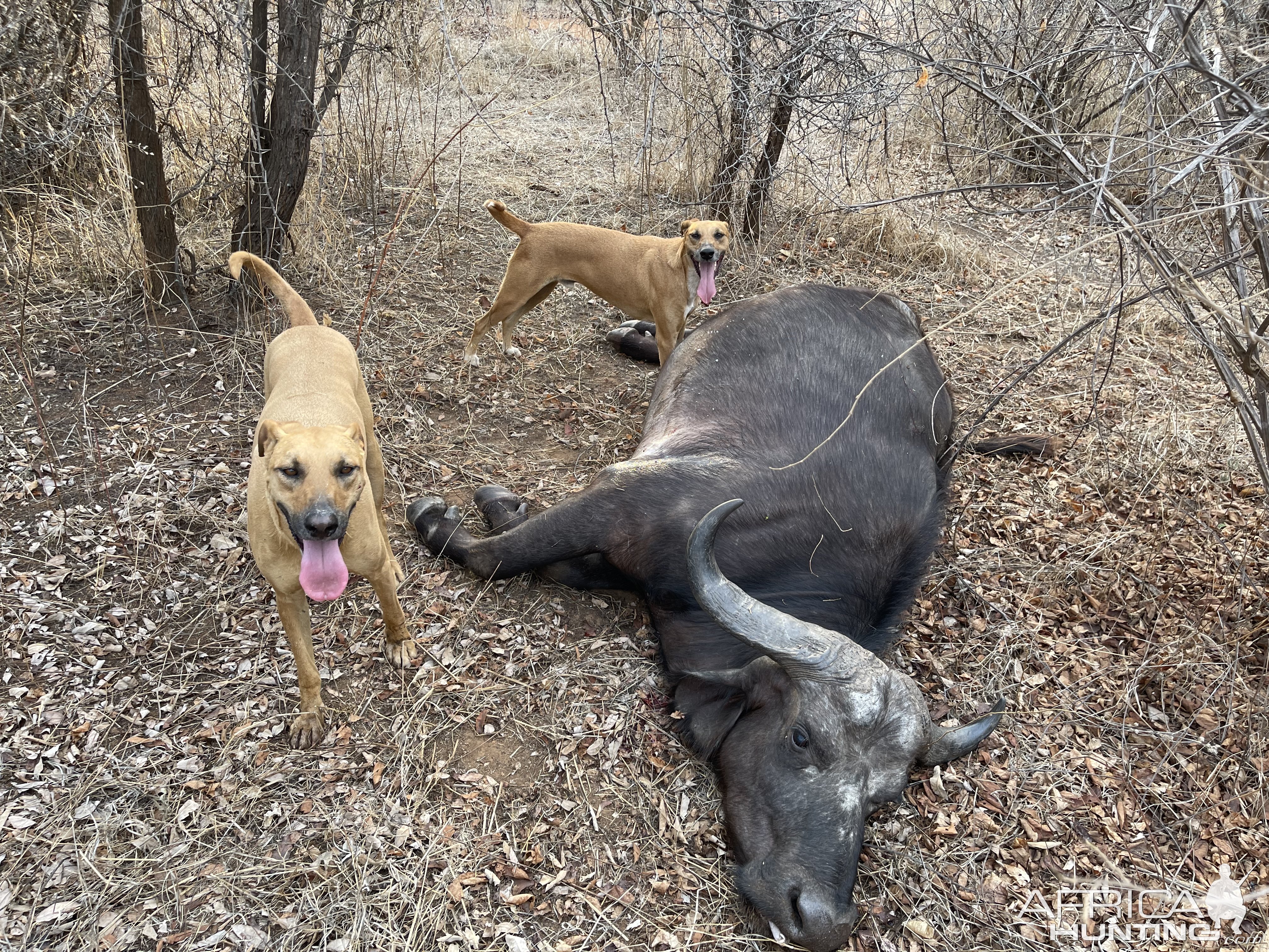 Buffalo Hunting Zimbabwe