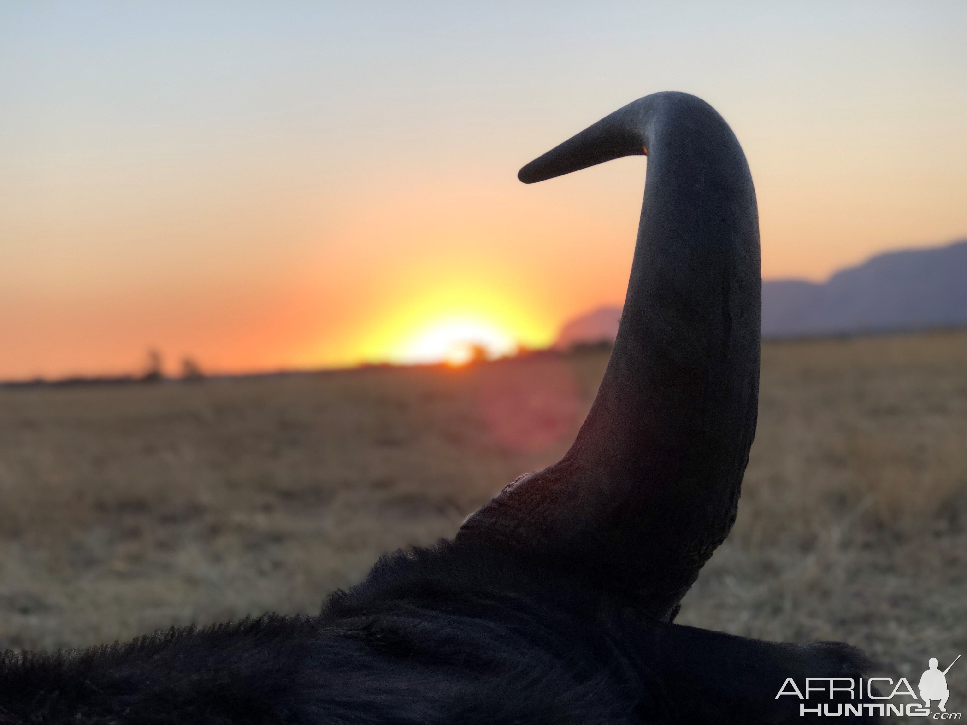 Buffalo Hunting