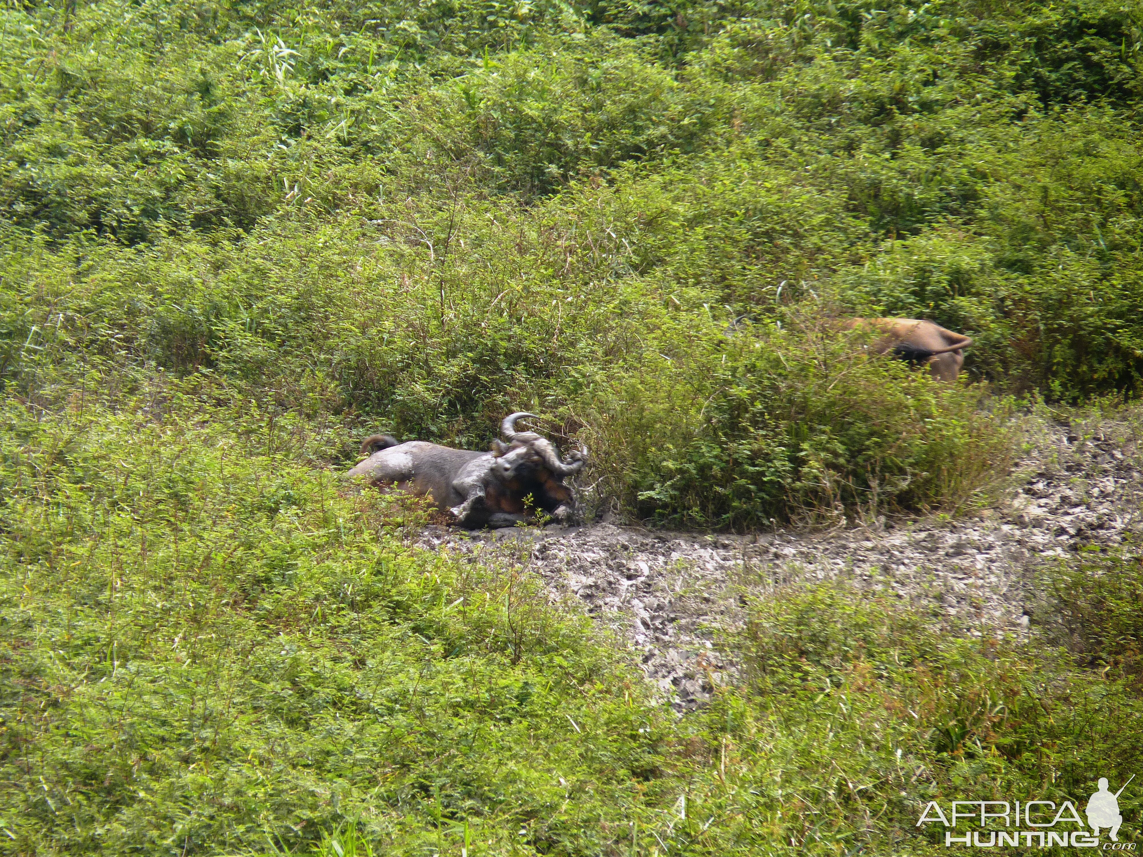 Buffalo in Central African Republic