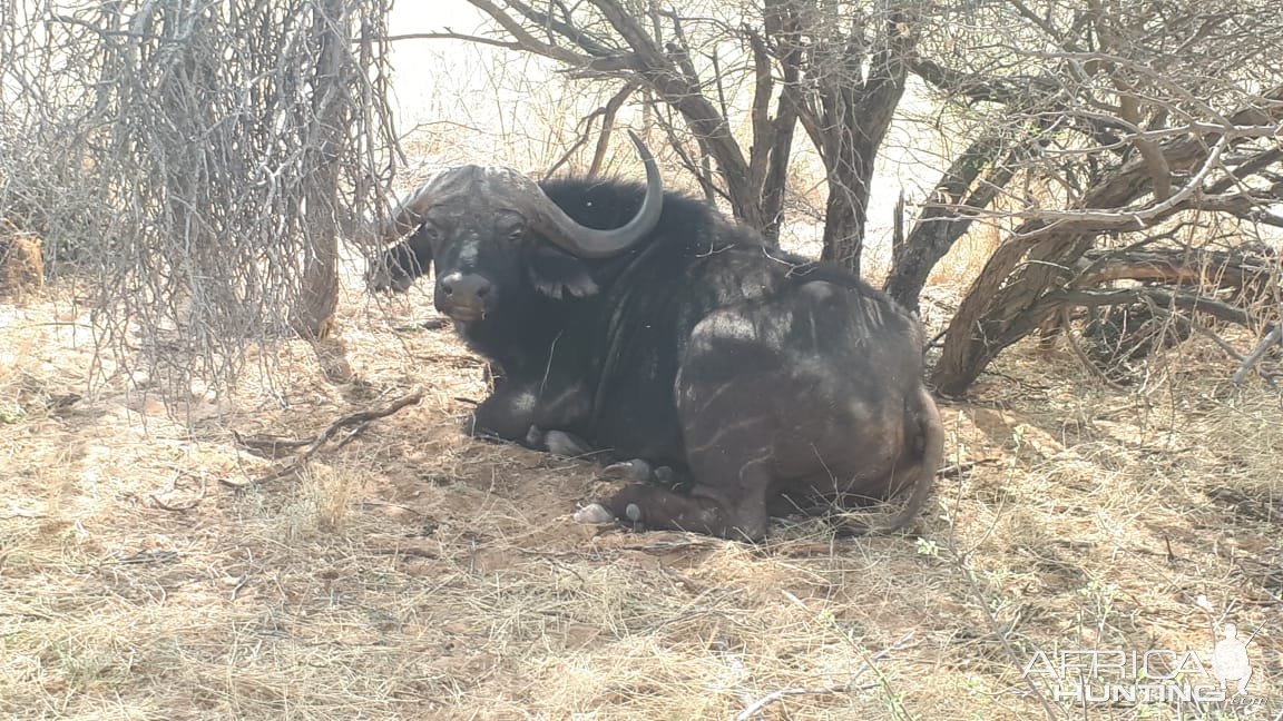 Buffalo Kalahari South Africa
