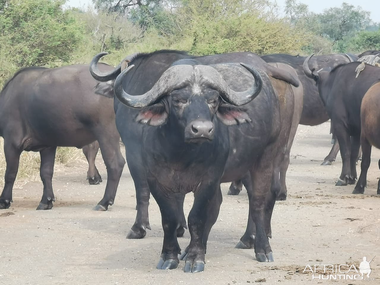 Buffalo Limpopo South Africa