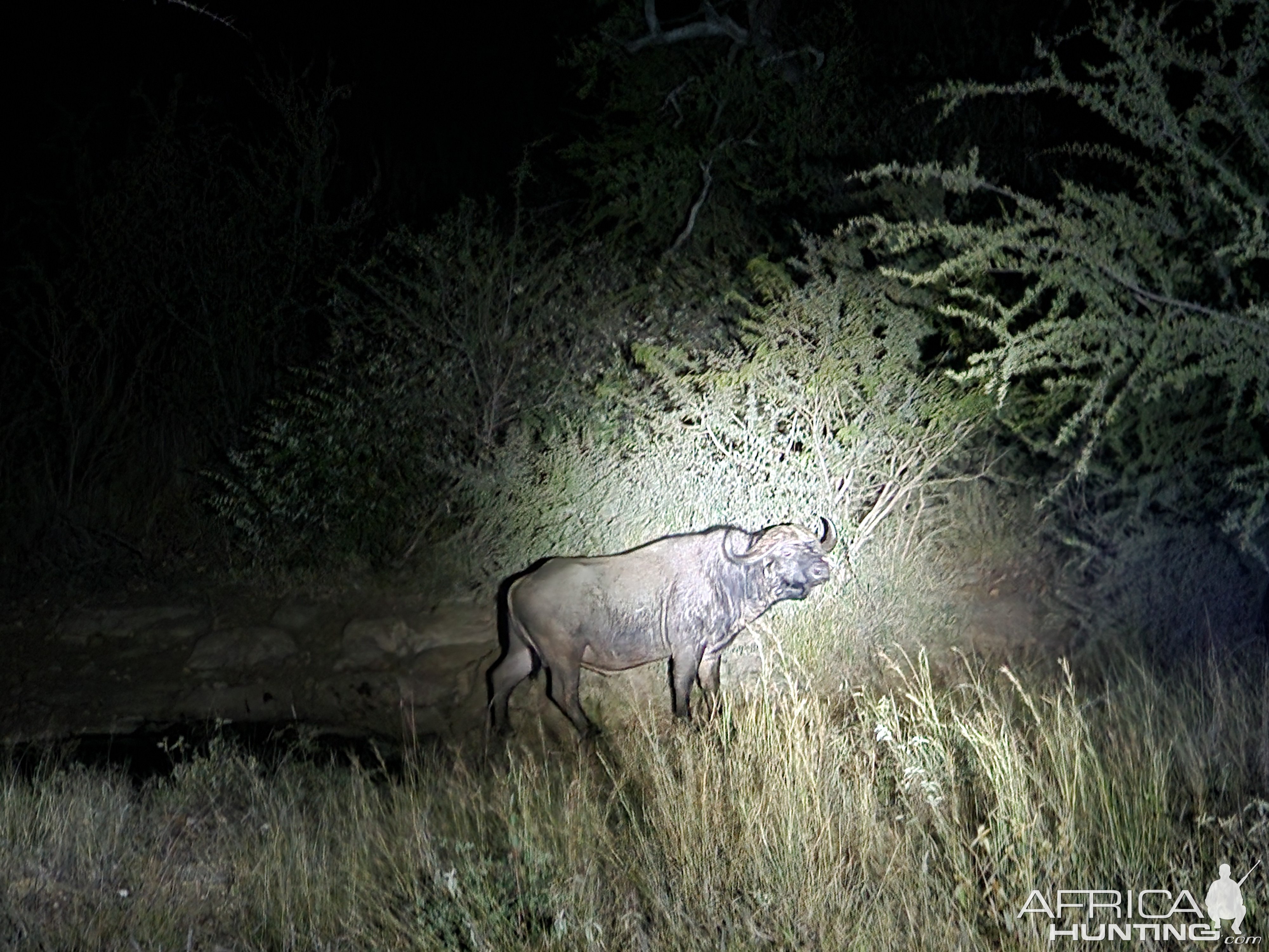 Buffalo Limpopo South Africa