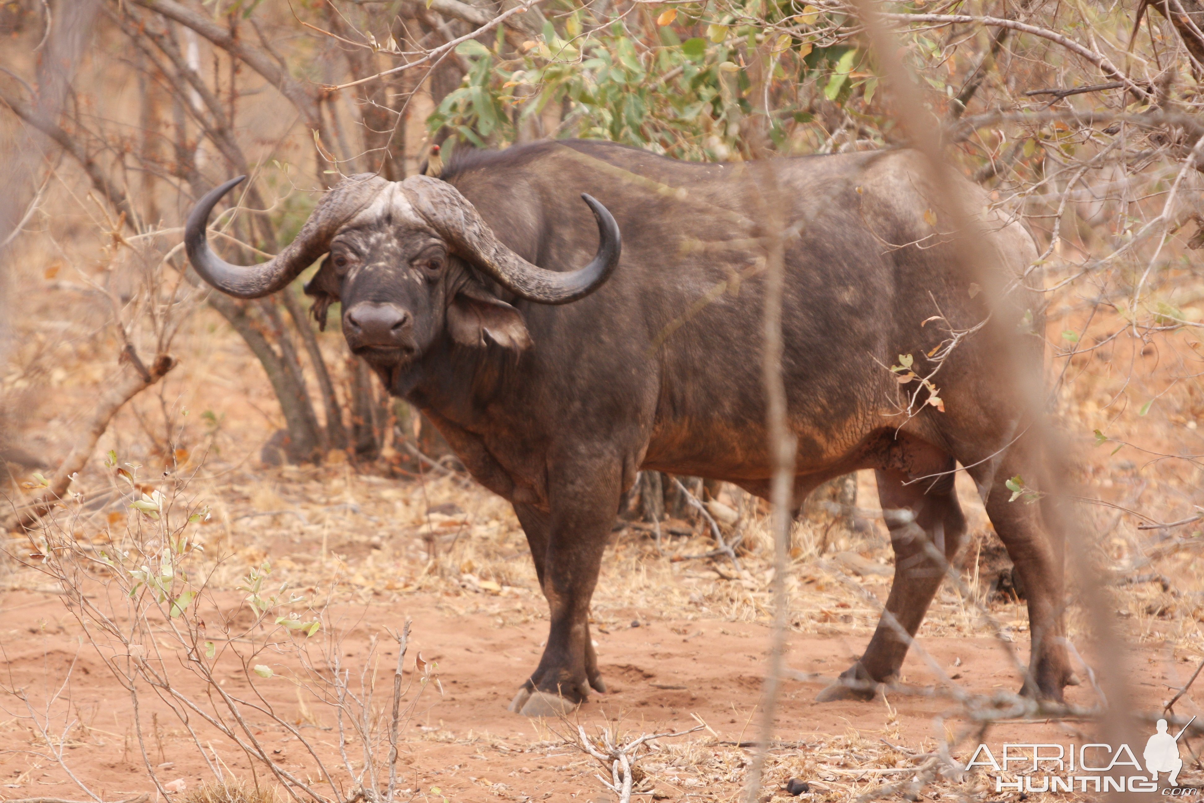 Buffalo Makuya Game Park Greater Kruger South Africa
