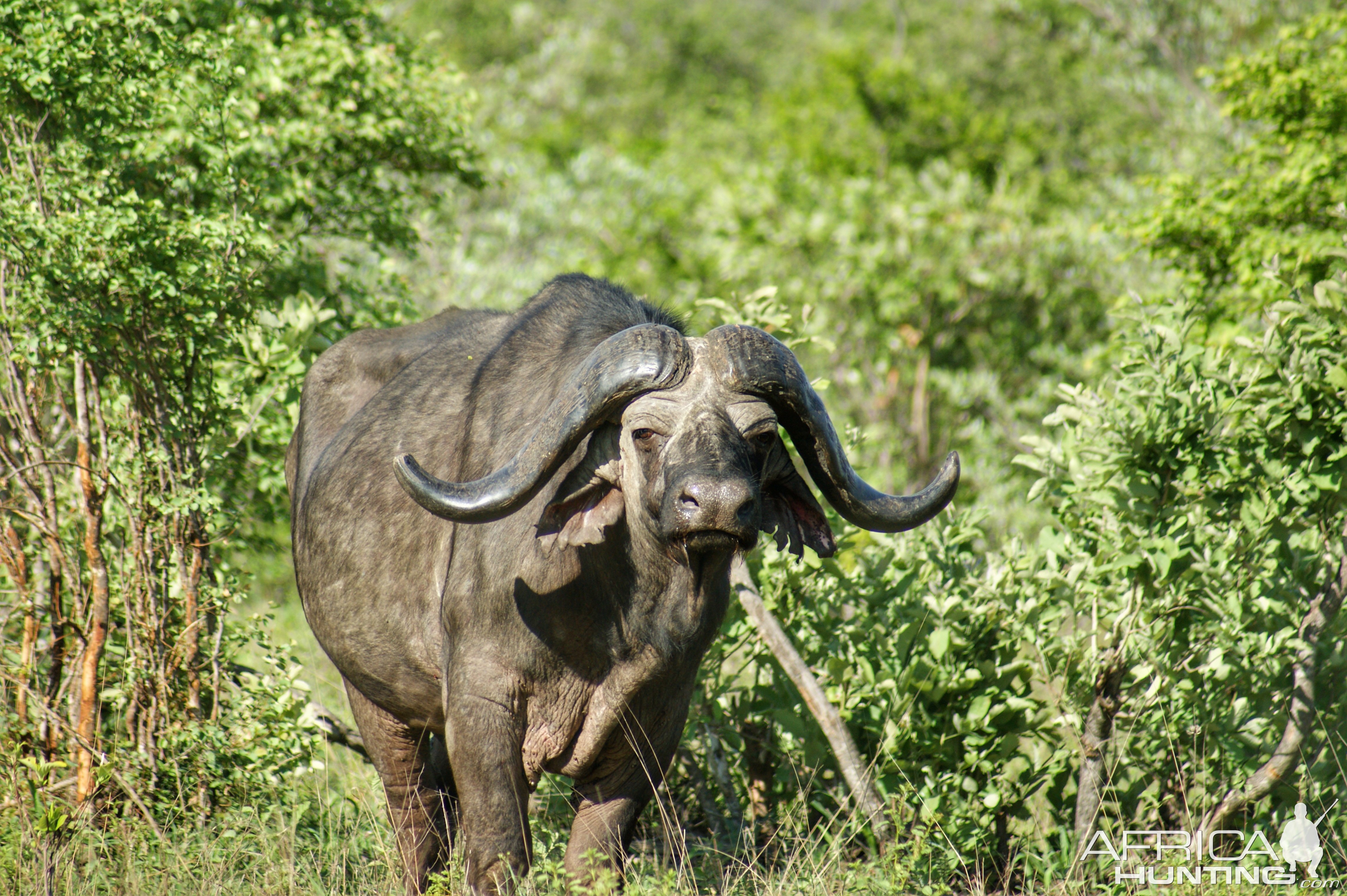 Buffalo Makuya Game Park Greater Kruger South Africa