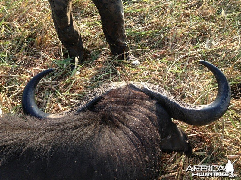 Buffalo Mozambique